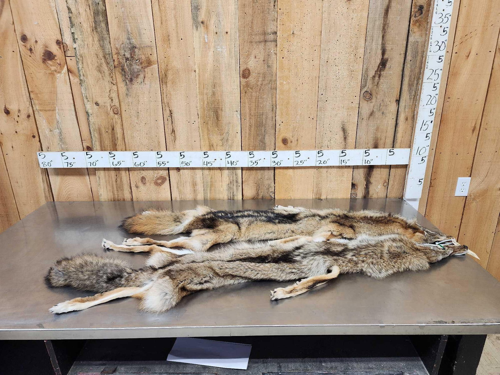 2 Coyote Soft Tanned Furs Taxidermy: 103.5 Thick prime fur feet intact great colors