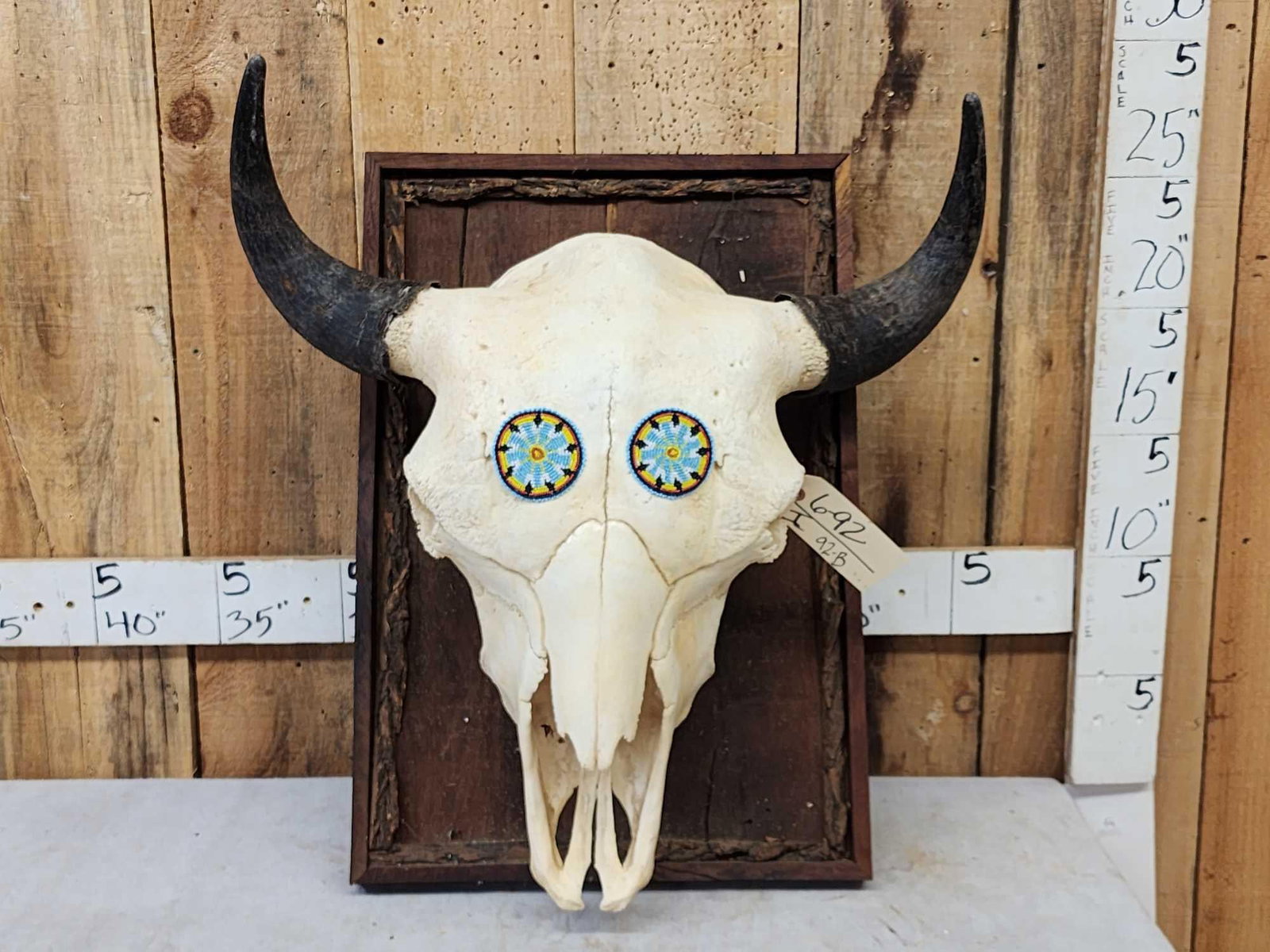 American Bison Buffalo Skull Taxidermy (1 of 3)