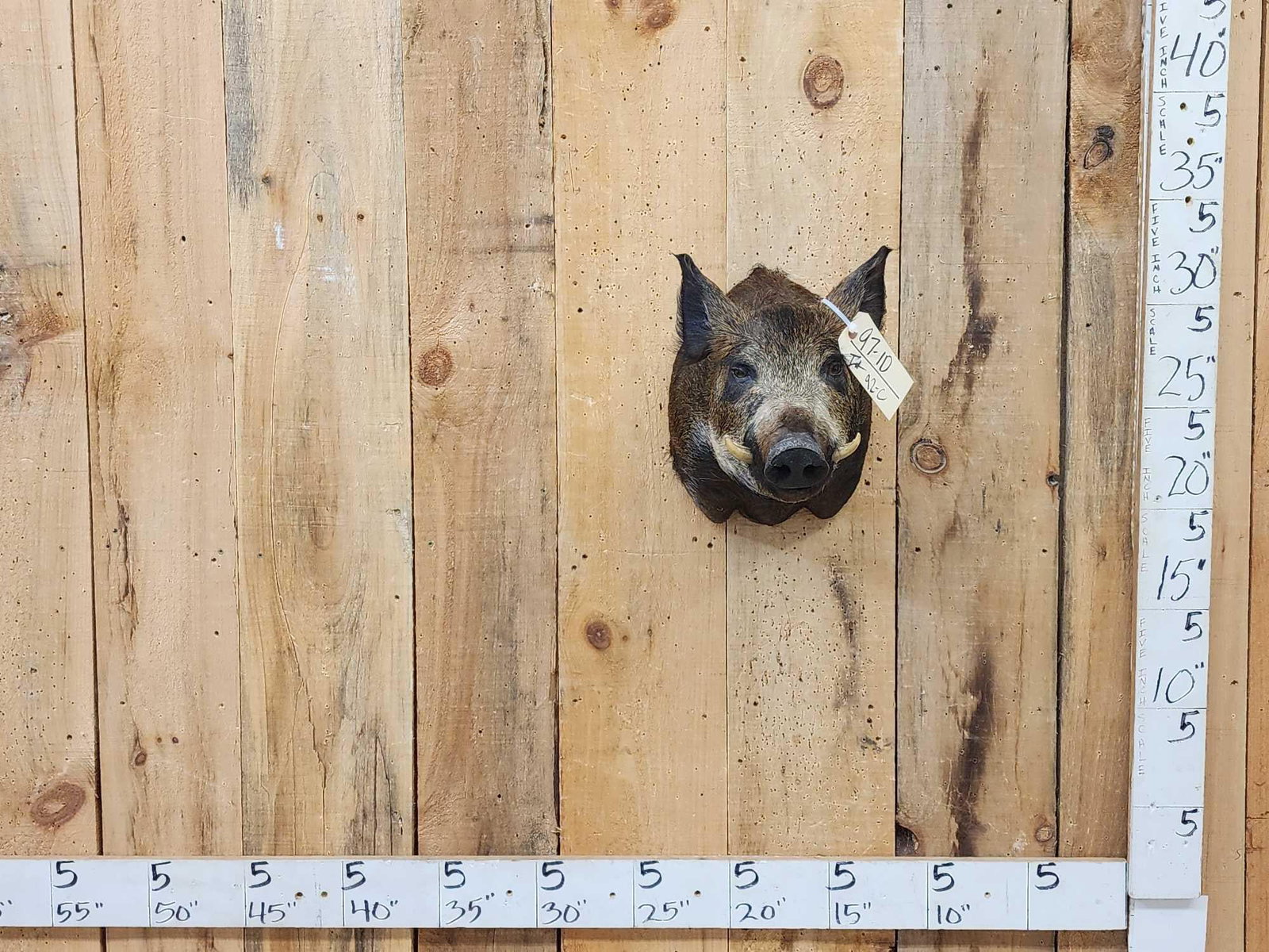 Wild Boar Hog Shoulder Mount Taxidermy: 97.10 Nicely done mount great accent piece for smaller spaces