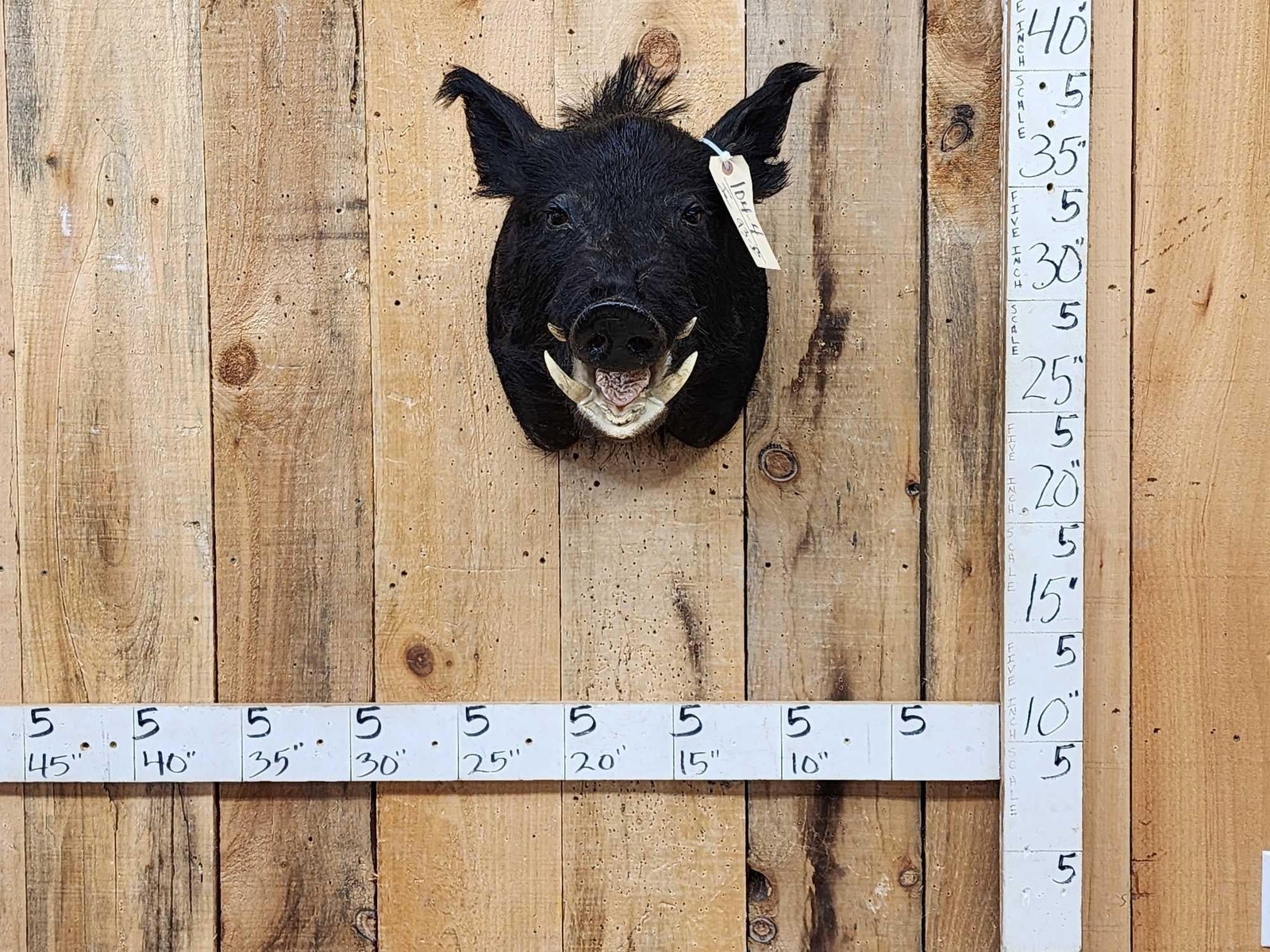 Wild Boar Hog Shoulder Mount Taxidermy (1 of 4)