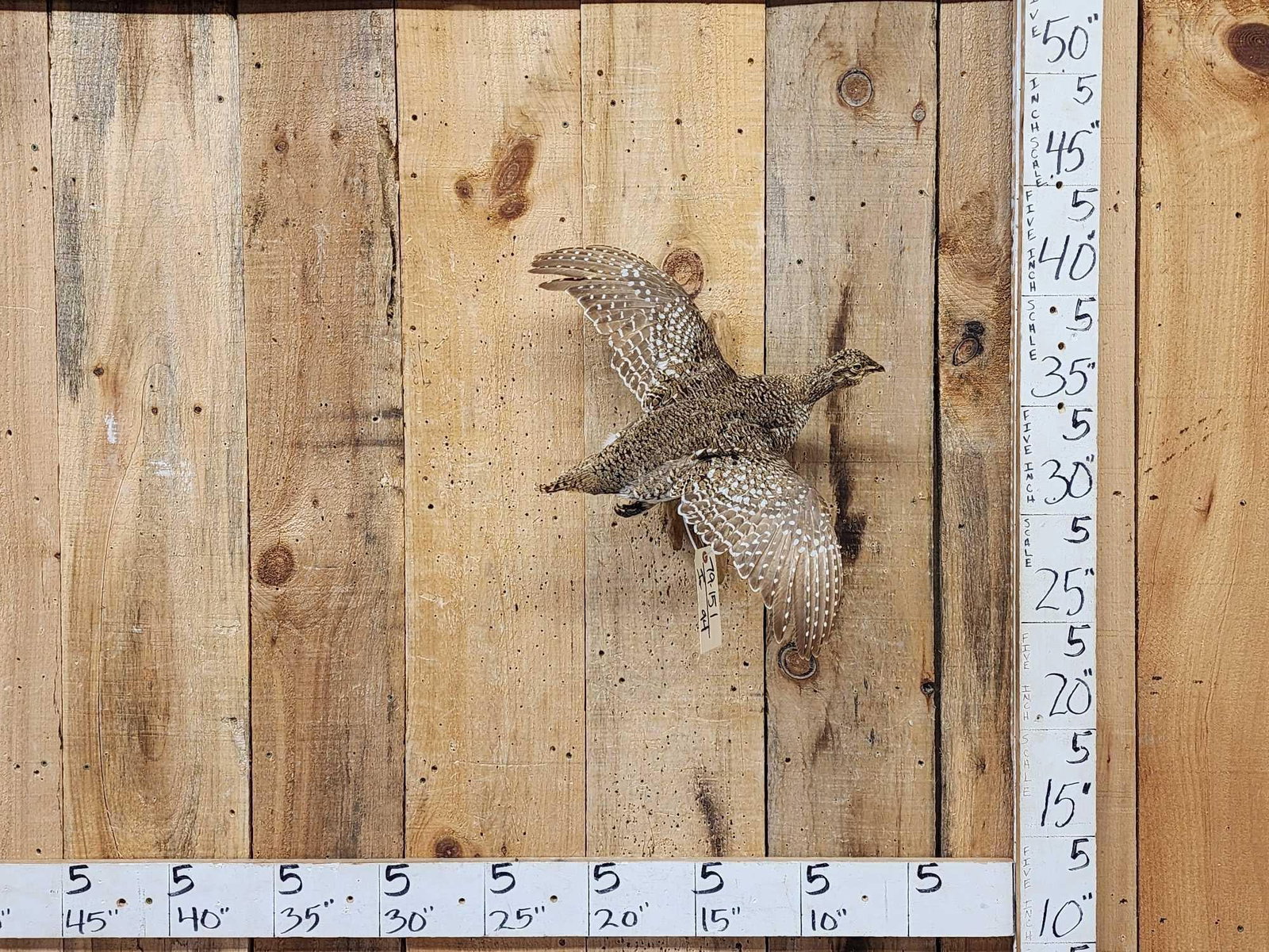 Sharp Tailed Grouse In Flight Bird Taxidermy: 79.151 Nicely done mount great colors