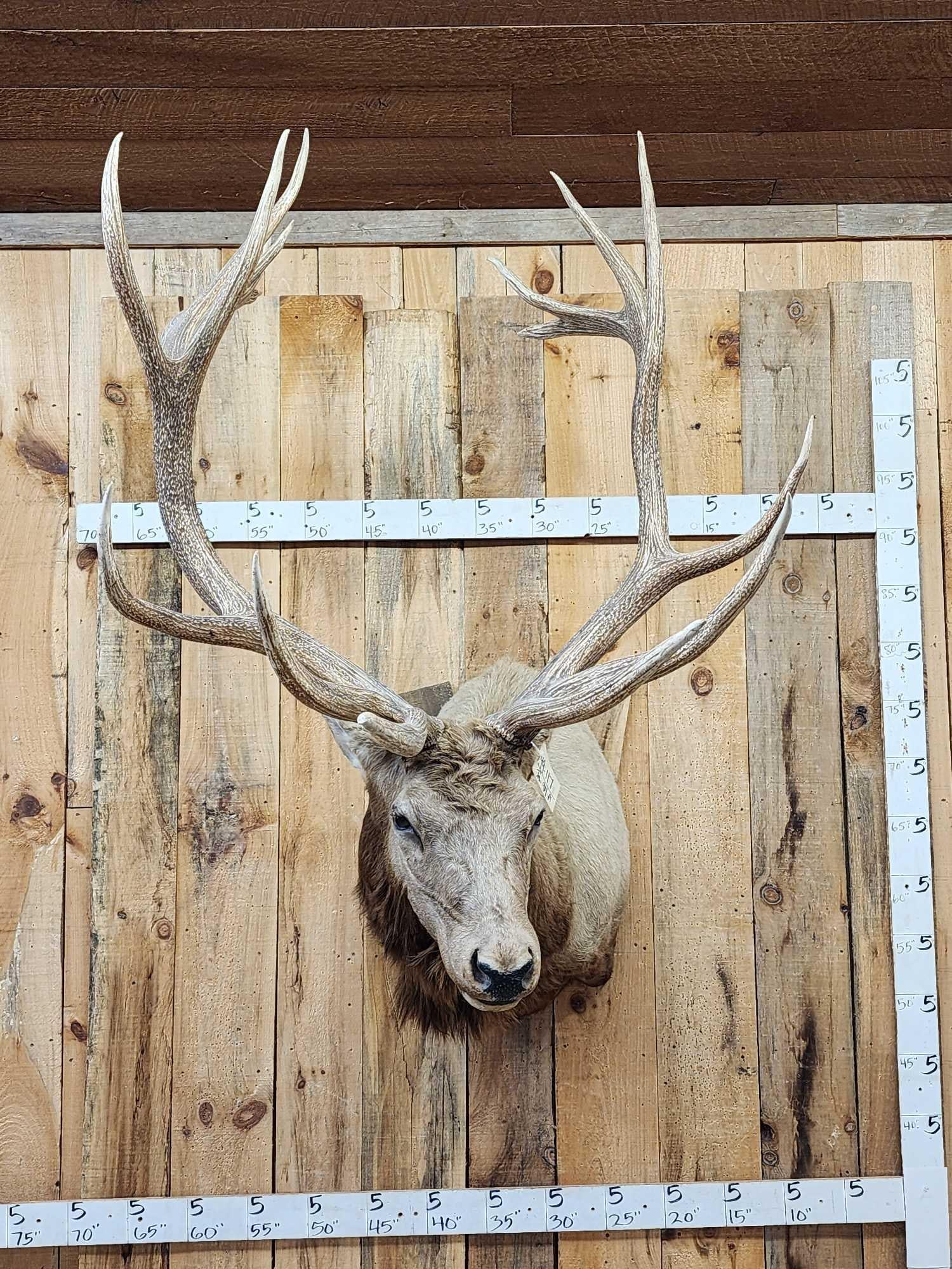 MONSTER 480" Class Elk Shoulder Mount Taxidermy: 49.117 Heavy mass throughout Cool vintage mount overall dimensions about 66" tall x 43" wide x 59" out from the wall