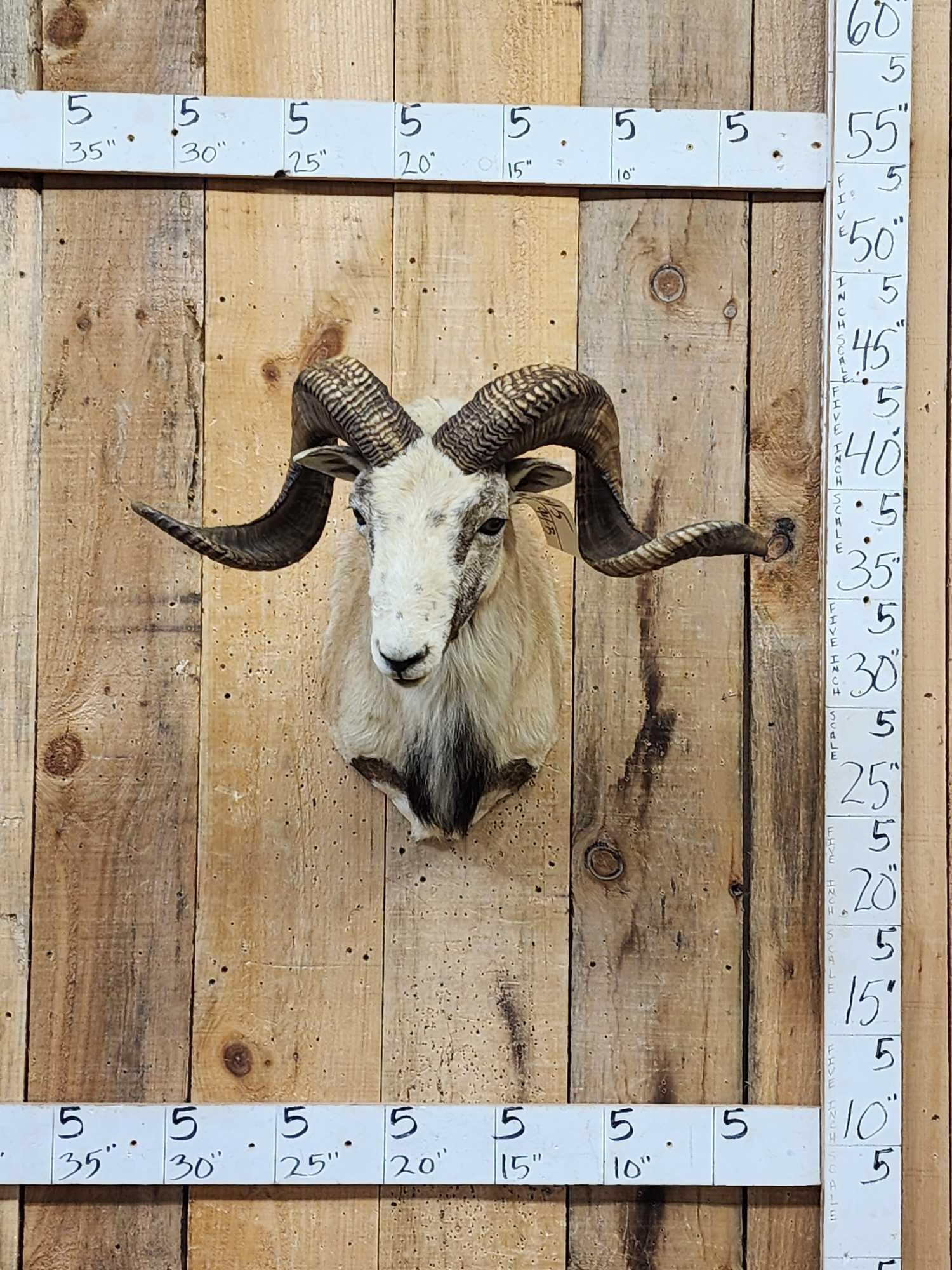 Mouflon Cross Ram Sheep Shoulder Mount Taxidermy: 104.5 Great colors big full curl horns