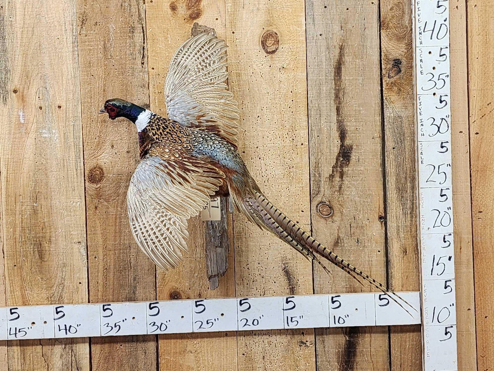 Ringneck Pheasant In Flight Bird Taxidermy: 79.97 Nice mount vivid colors