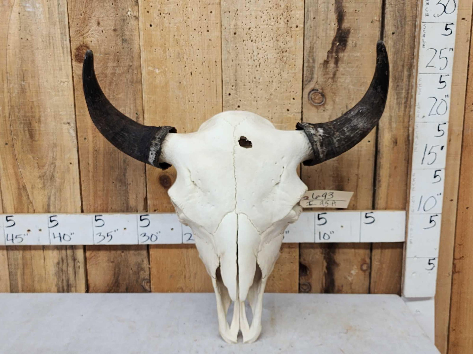 Big American Bison Buffalo Skull Taxidermy: 6.93 Big bull 26" tip to tip horn spread detachable horns for easy shipping
