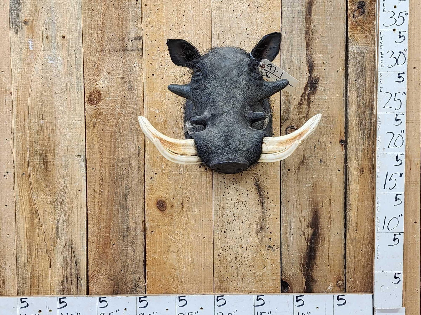 African Warthog Shoulder Mount Taxidermy (1 of 3)