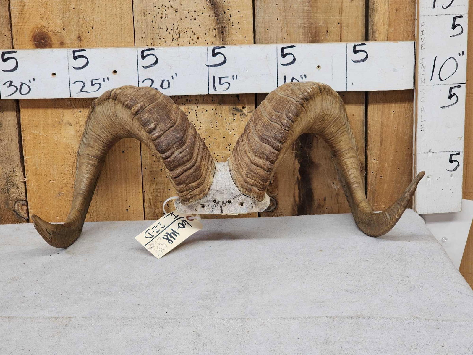 Alaskan Dall Sheep Horns On Skull Plate (1 of 5)