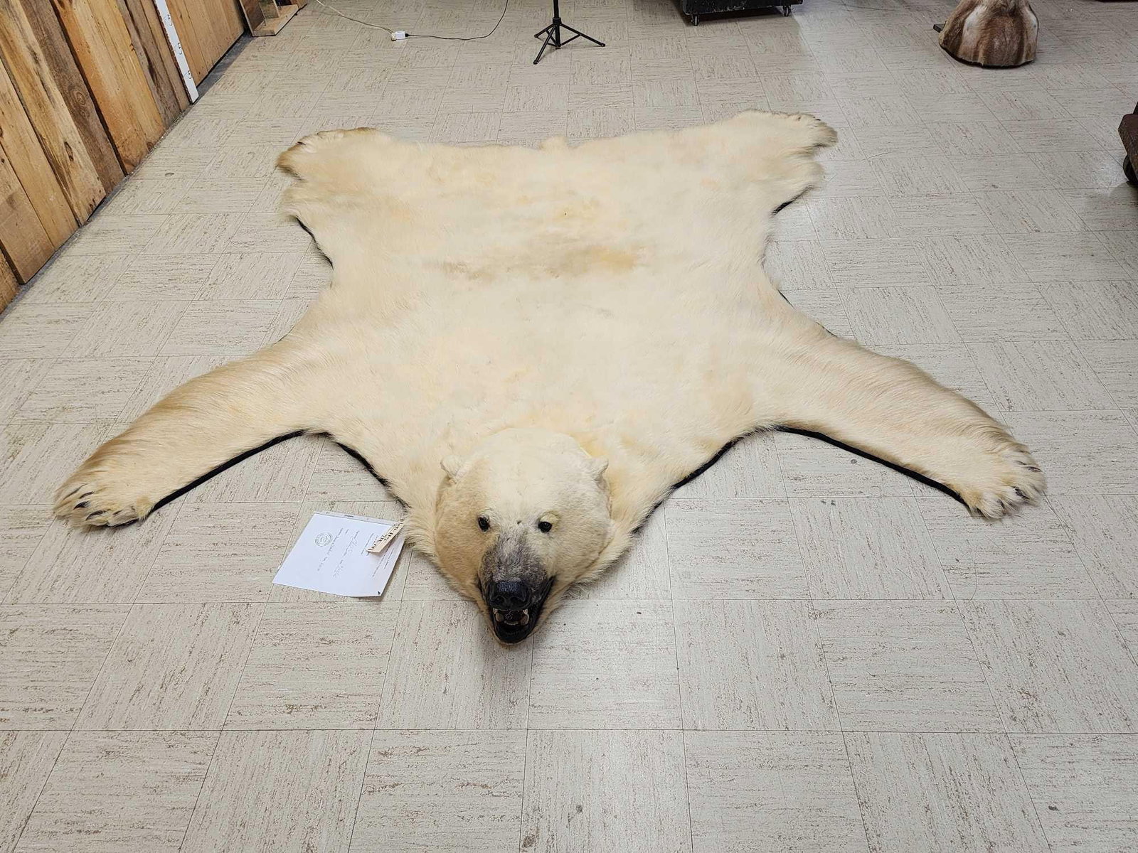 Monster Antique Polar Bear Rug Taxidermy: 60.115 Harvested late 1800s this rug has been restored refurbished with a heavy duty re lining durable backing making the skin very pliable .Huge head paws with claws intact this vintage rug will be a