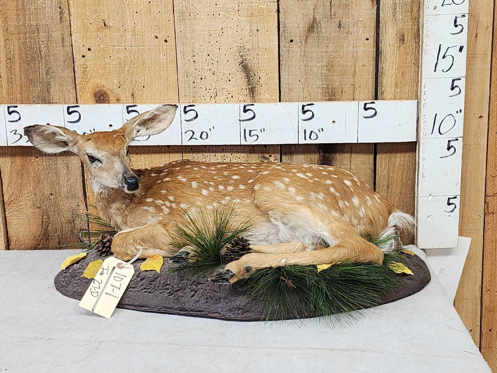 Whitetail Fawn Full Body Taxidermy Mount: 107.1 Nice mount ranch mortality preserved through Taxidermy on light weight habitat base