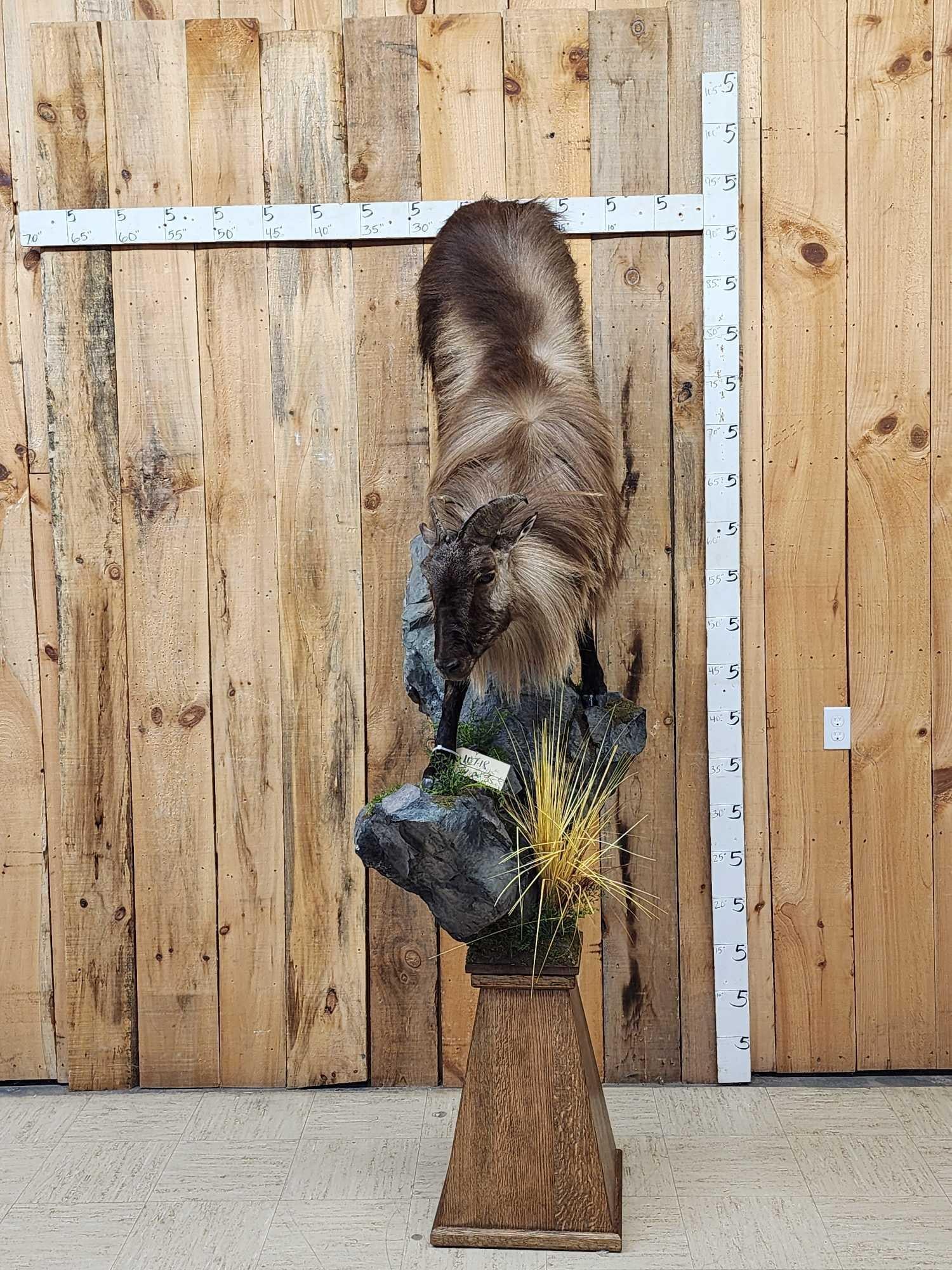 Nice Tahr Climbing Down A Rock Full Body Taxidermy Mount (1 of 8)