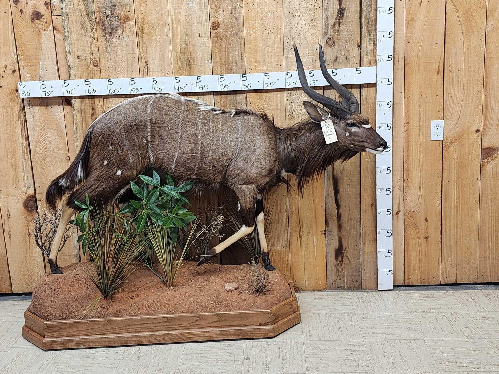 African Nyala Full Body Taxidermy Mount (1 of 8)