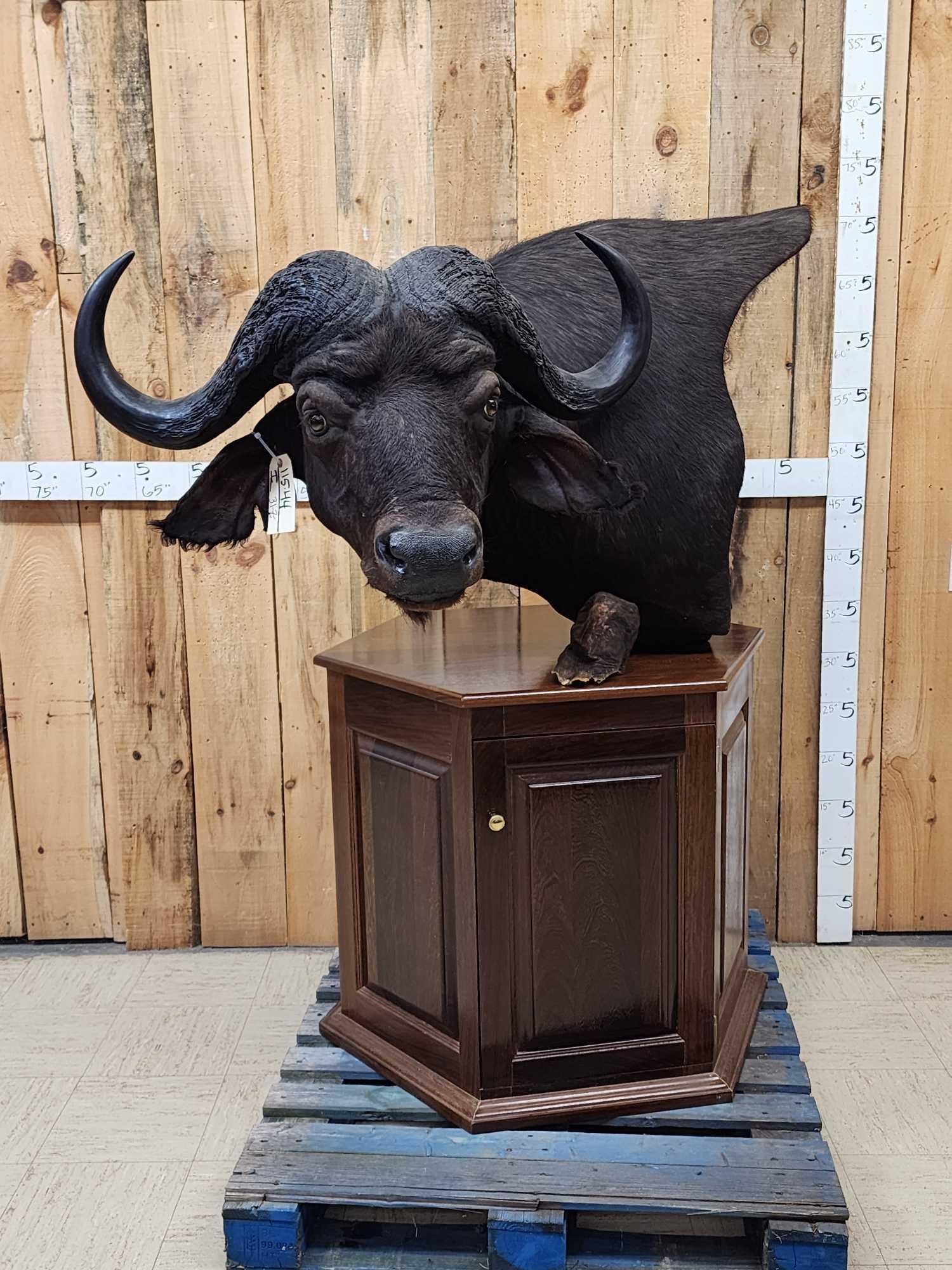 African Cape Buffalo Pedestal Taxidermy Mount (1 of 9)