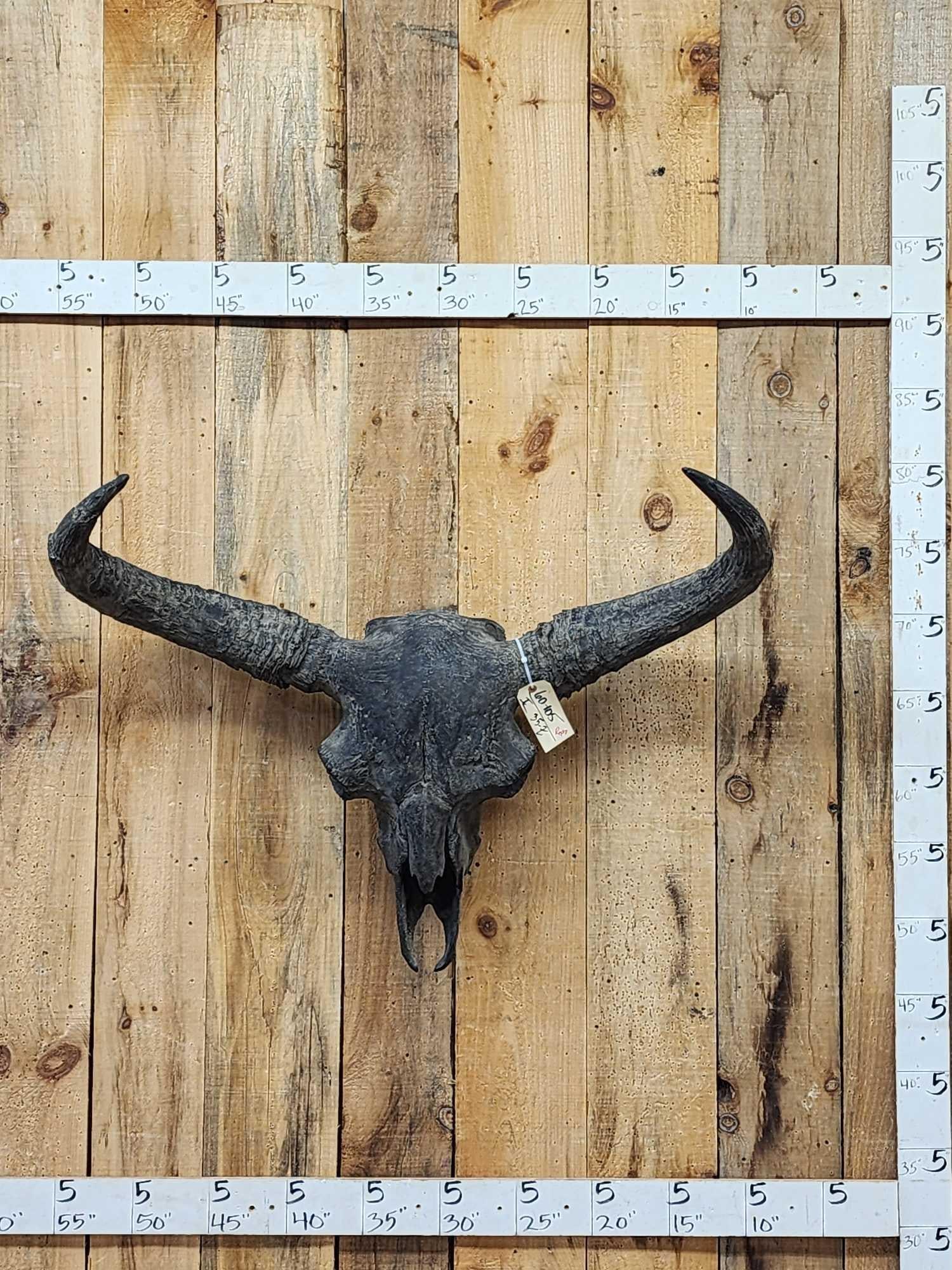 Ancient Steppe Bison Skull Replica fossilized fossil: 60.105 Molded casted from a real ancient Steppe Bison Skull found in the permafrost in Alaska VERRY realistic looking awesome detail take advantage of this opportunity to own an authentic replica for 