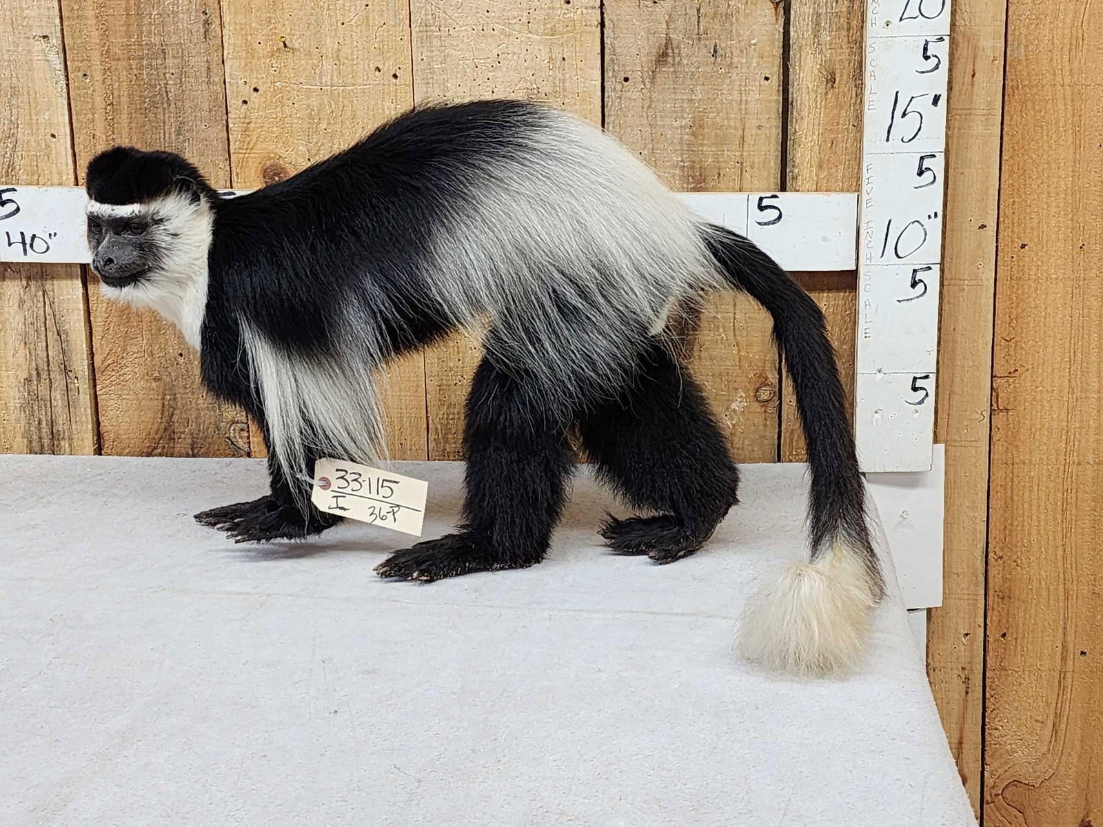 Spectacular African Black & White Colobus Monkey Full Body Taxidermy Mount: 33.115 Awesome free standing mount put him anywhere in your display came out of a diorama there are wires coming out of the bottom of his paws so you have the option to fasten him in place if you choo