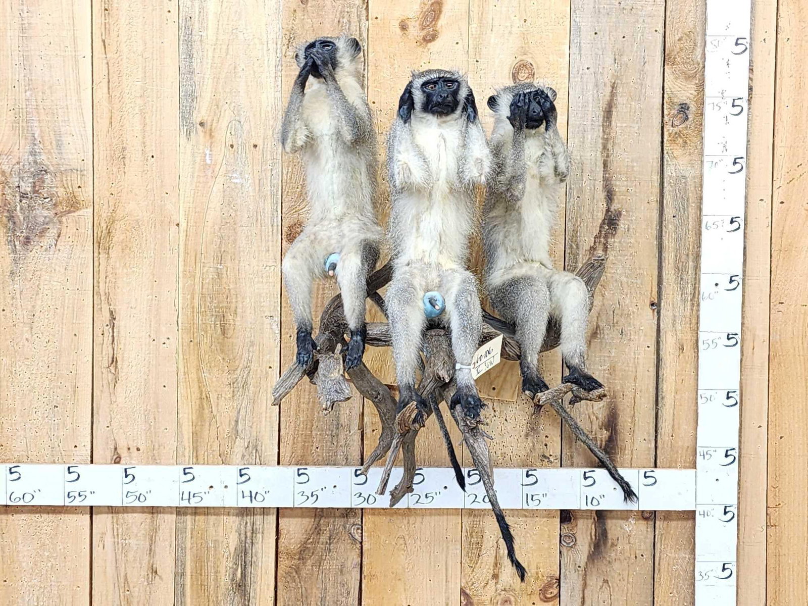 Trio Of African Vervet Monkeys " Speak No Evil Hear No Evil See No Evil Taxidermy: 60.106 Well done mount great Oddities Curiosity piece