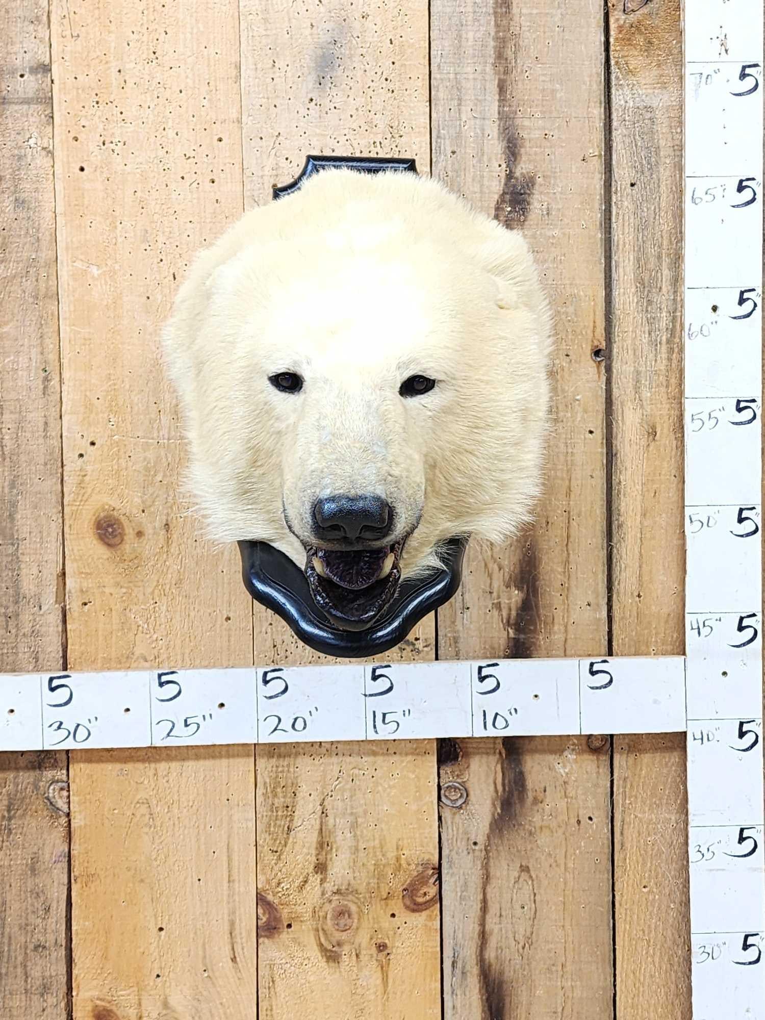 Vintage Polar Bear Head On Display Plaque Taxidermy: 60.170 Harvested in 1969 this piece is Salvaged from a rug refurbished to ots present state nice quality piece all things polar bear are becoming increasingly hard to find as they are snatched up by h