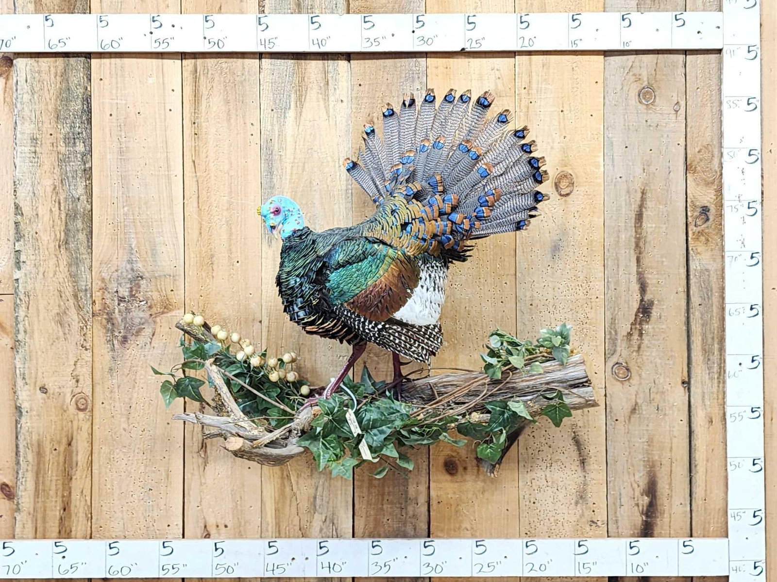 Ocellated Turkey Full Body Bird Taxidermy (1 of 5)