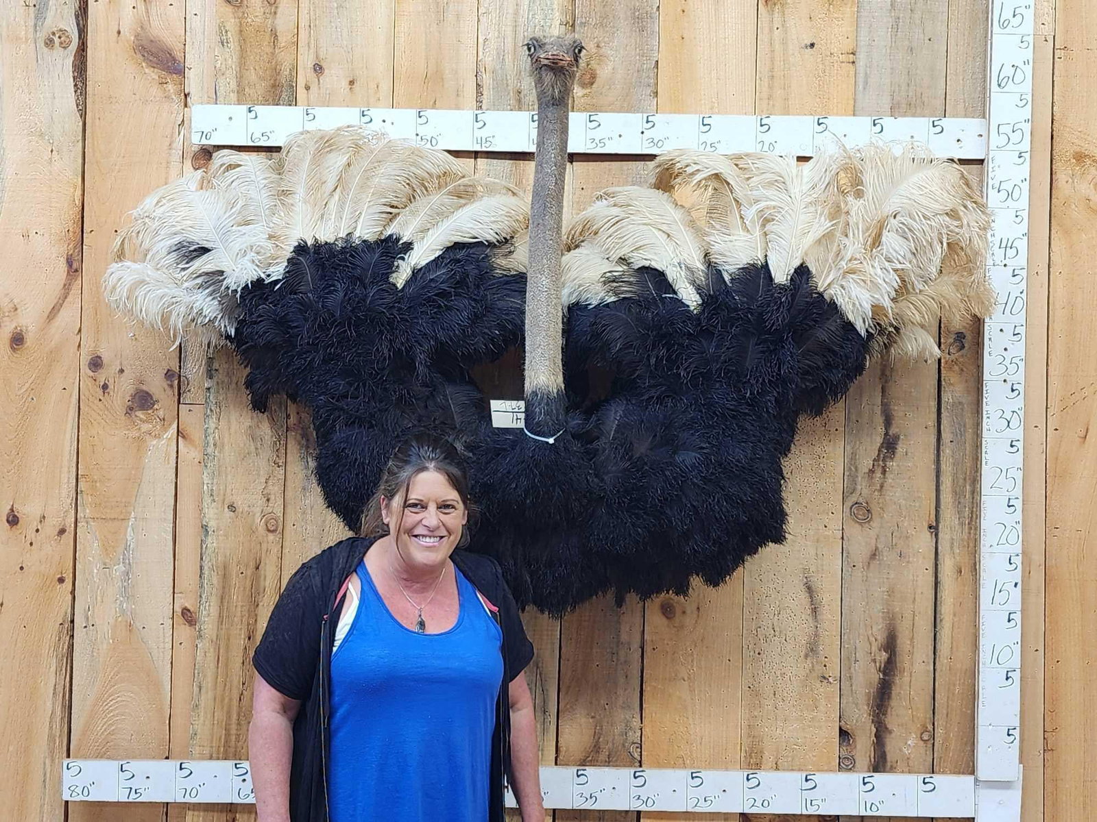 Spectacular Ostrich Shoulder mount Bird Taxidermy: 115.41 Nicely done mount big male bird proudly displaying his plumage definitely an attention getter in any display !