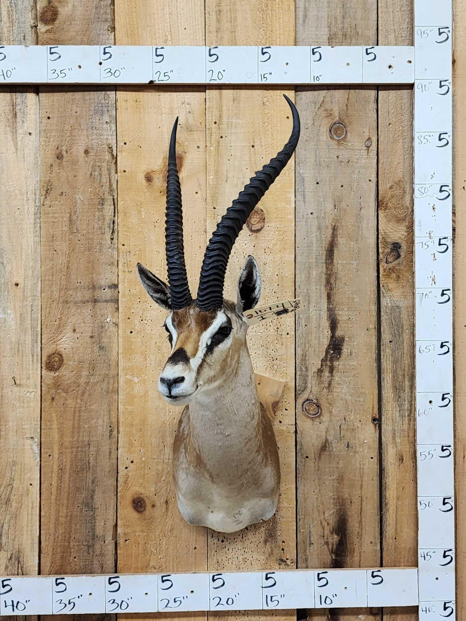African Thompson's Gazelle Shoulder Mount Taxidermy: 107.4 Nicely done mount great Taxidermy Artwork big detachable horns for easy shipping