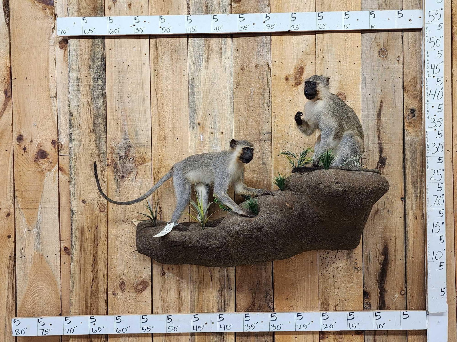 2 African Vervet Monkeys Playing On A Rock Full Body Taxidermy Mount (1 of 9)