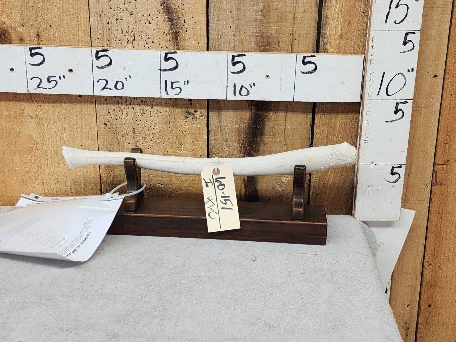 Alaskan Walrus Oosik Penis Bone Taxidermy (1 of 5)