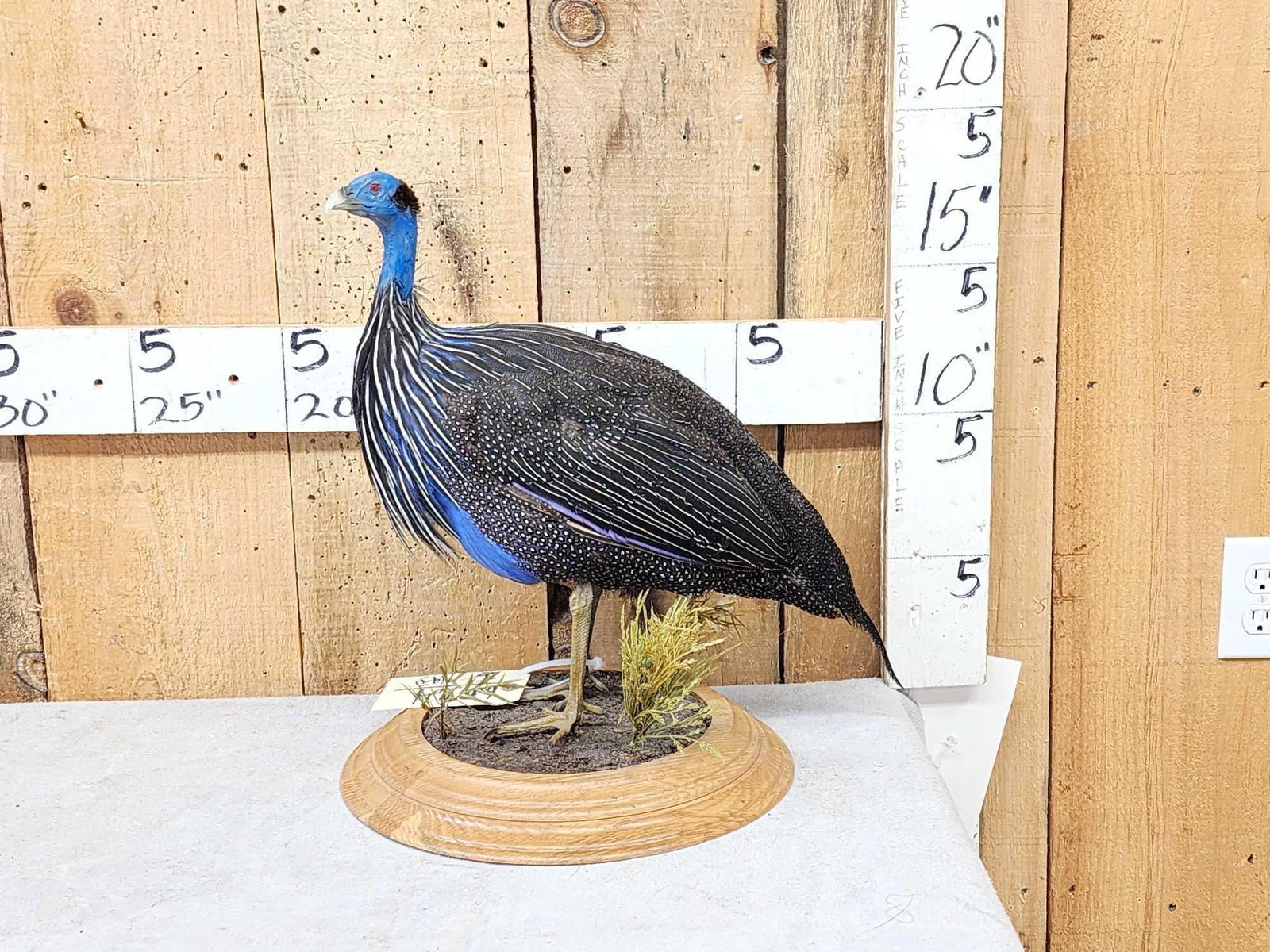 Vulturine African Guinea Fowl Full Body Bird Taxidermy (1 of 5)