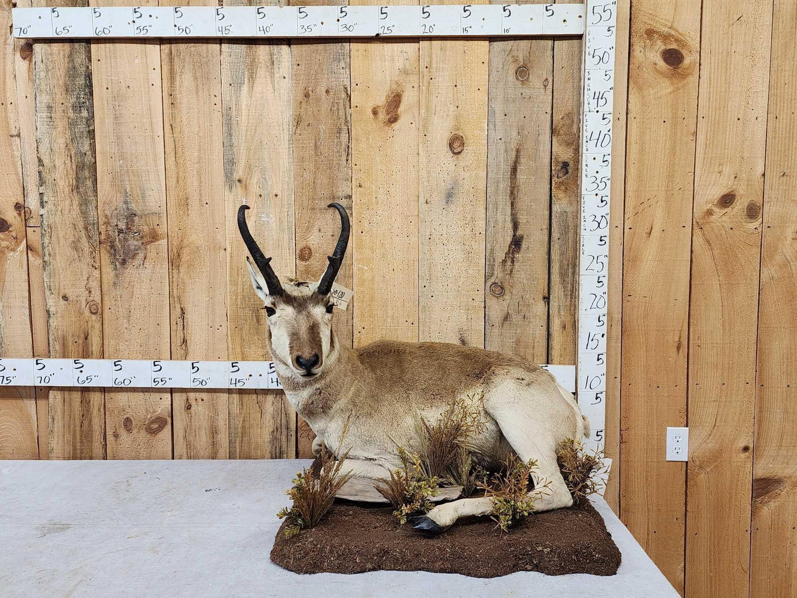 Pronghorn Antelope Full Body Taxidermy Mount (1 of 7)