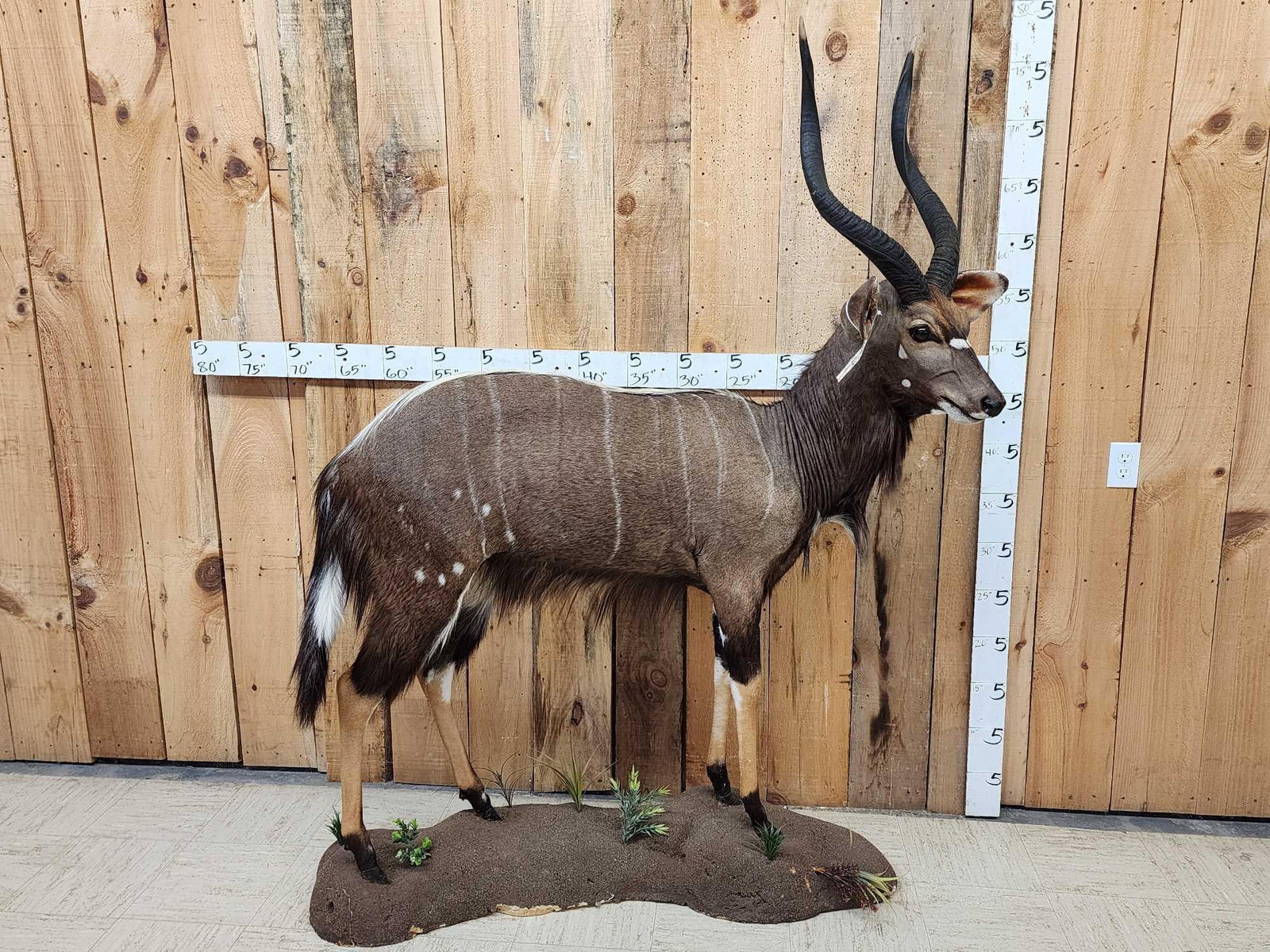 African Nyala Full Body Taxidermy Mount: 115.18 Nicely done mount great markings great colors big detachable horns for easy transport on light weight artificial habitat base