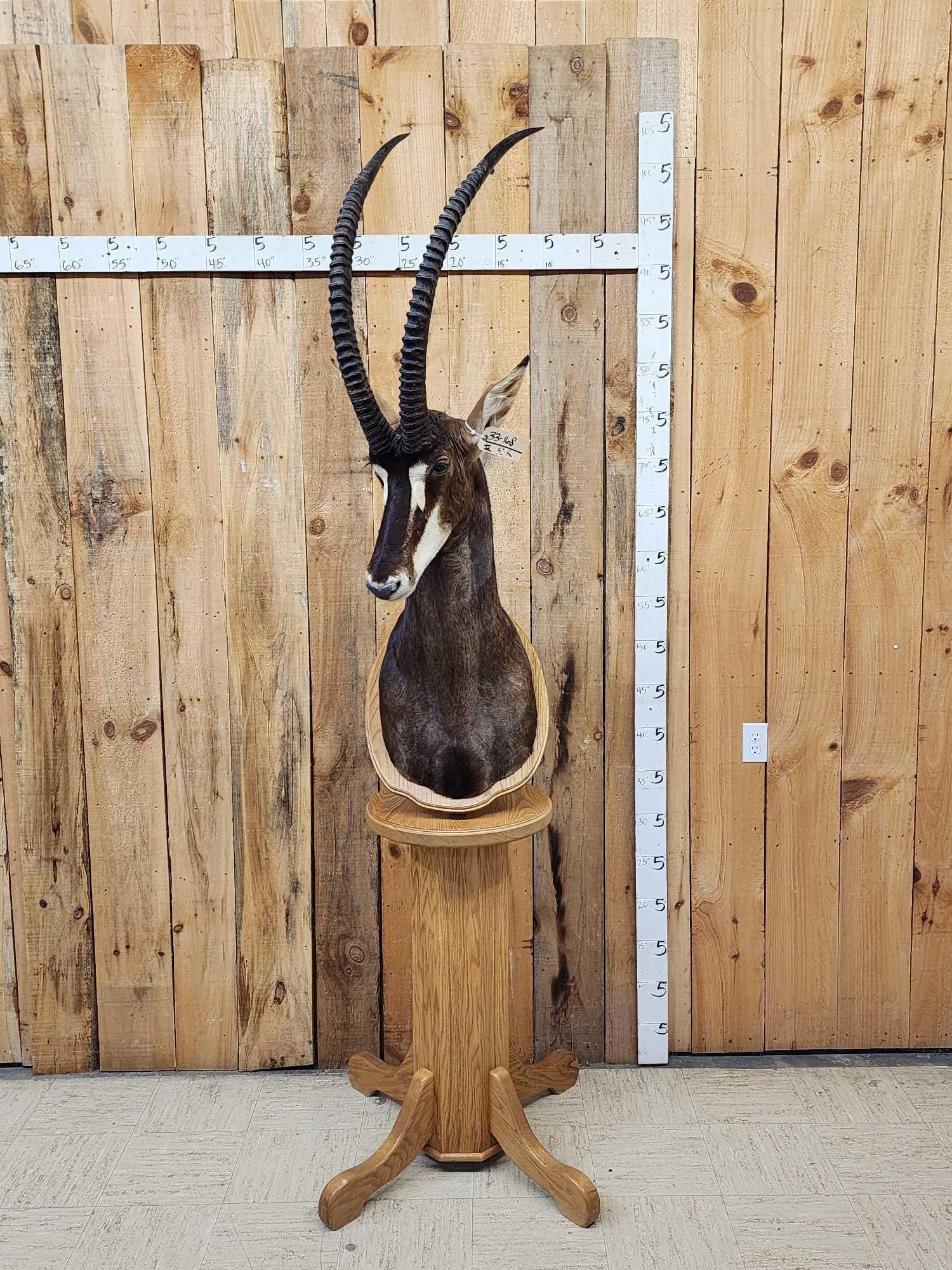 African Sable Antelope Pedestal Taxidermy Mount (1 of 9)