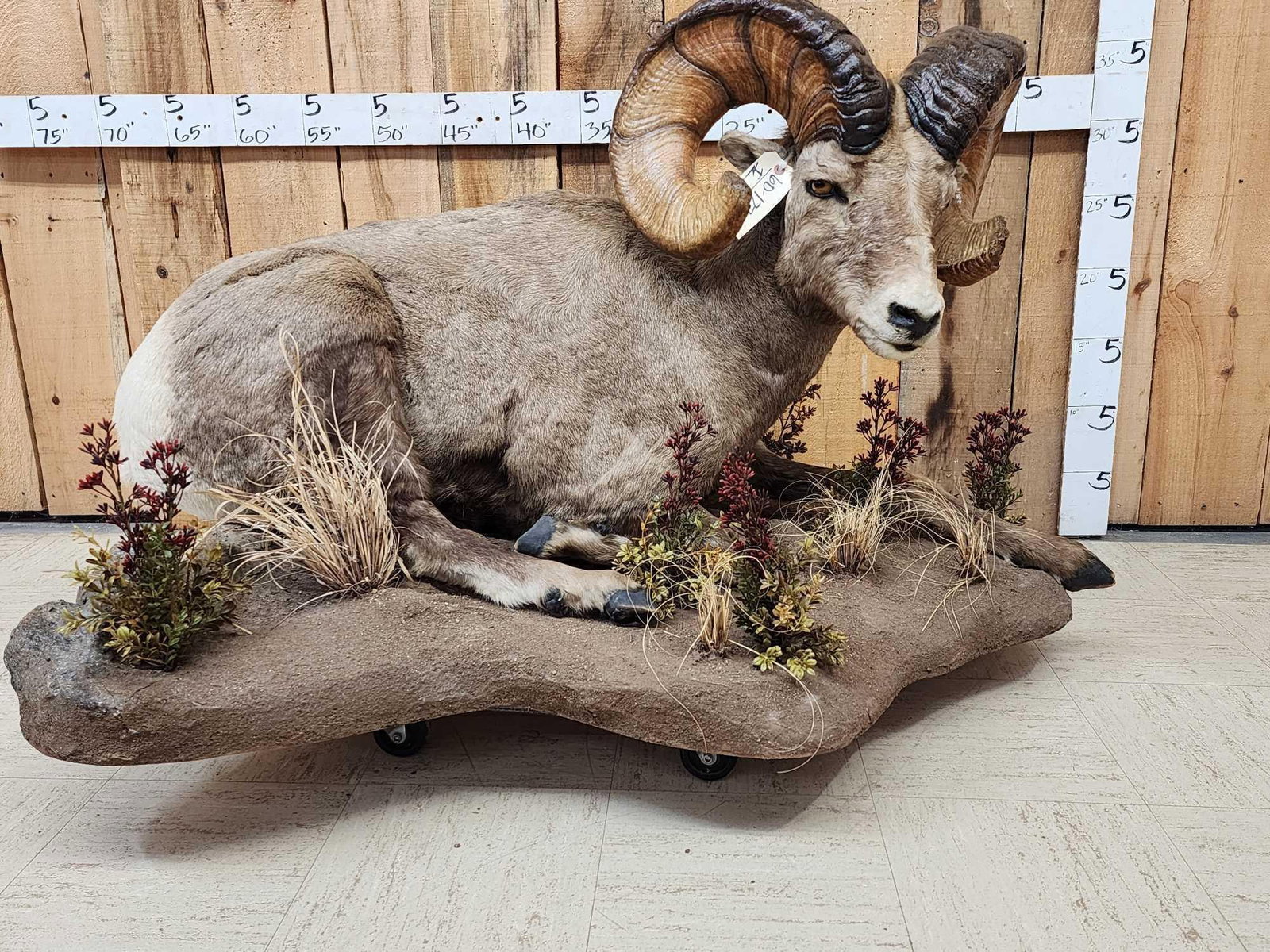 Monster Colorado Rocky Mountain Bighorn Sheep Full Body Taxidermy Mount: 60.122 Very realistic looking replica horns cast from the LARGEST ram harvested in North America in 1998 with a Boone Crockett Score of 197 7/8" !This mount features great Taxidermy Artwork on a nicel