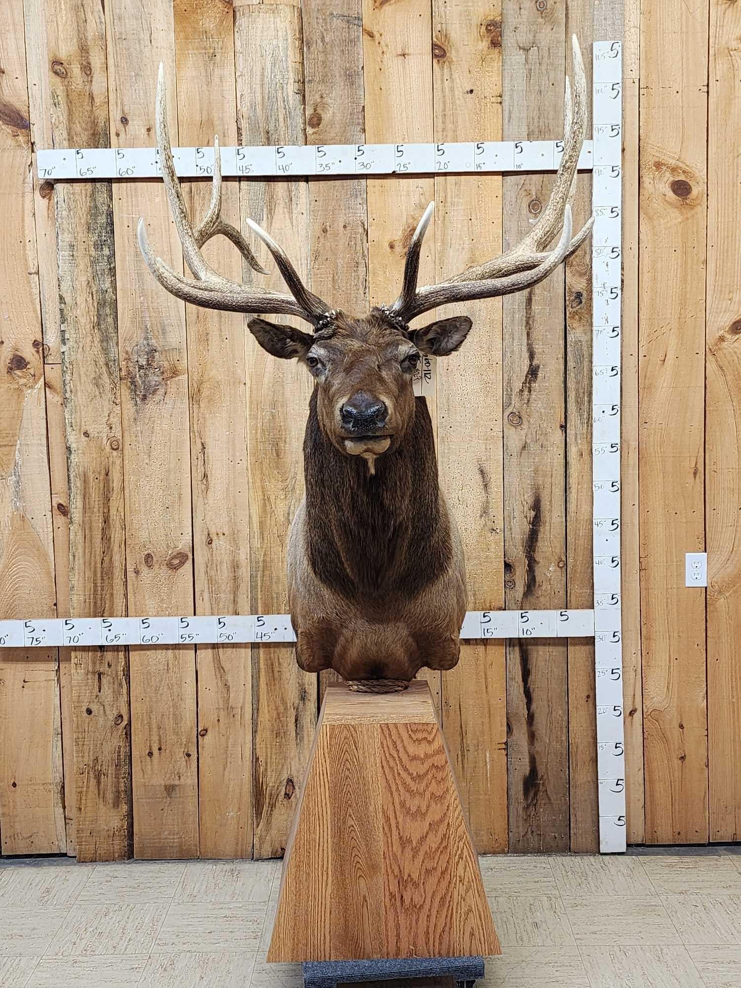 Gorgeous 6x6 Elk Pedestal Taxidermy Mount: 60.112 Great Taxidermy Artwork awesome antler color with polished ivory tips finished cutaway back unusual piece with 3rd Pedicle Unicorn point big detachable antlers for easy transport Overall dimens