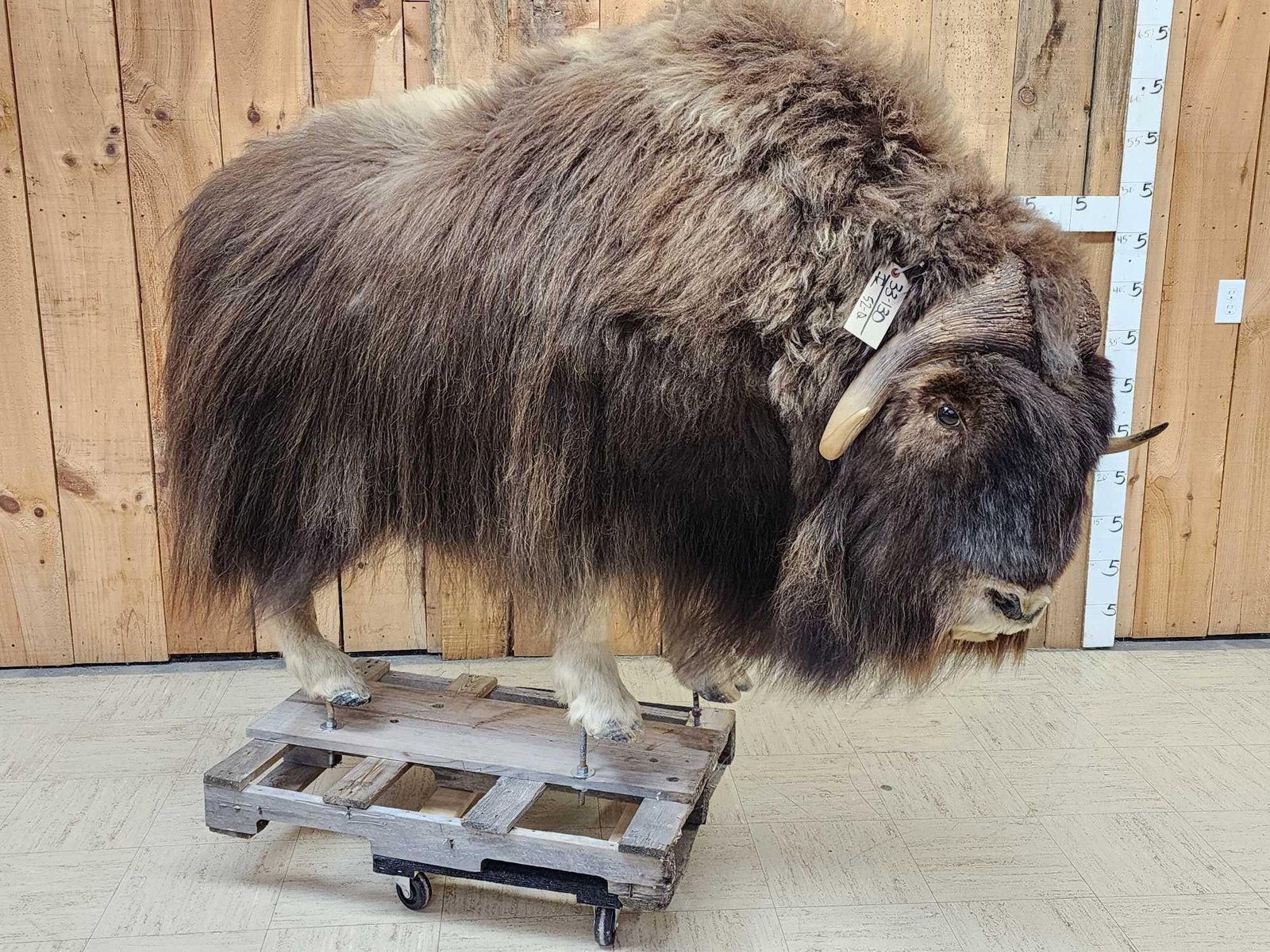 Nice Musk Ox Full Body Taxidermy Mount: 33.130 Thick shaggy hump long flowing hair everywhere big horns on a temporary base bolt him down anywhere in your display the mount itself is about 78" long x 51" tall x 30" wide