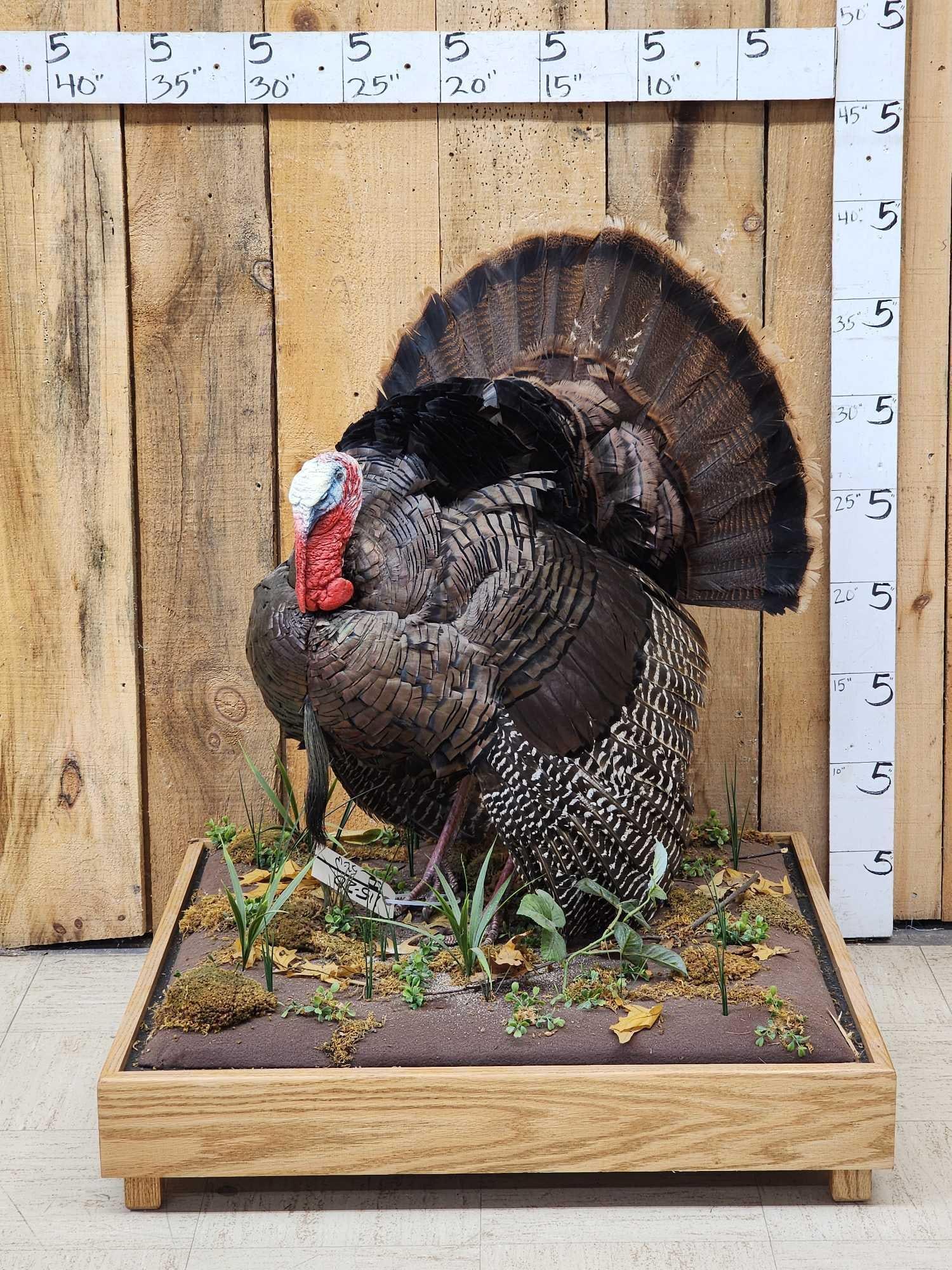 1rst In A Series Of 4 Grand Slam Turkeys Bird Taxidermy: 115.20 Big strutting Turkey Nicely done mount 1rst in the series of 4 to be sold consecutively on habitat base NOTE : Due to the nature of this mount this will be a crate freight shipping scenario or 