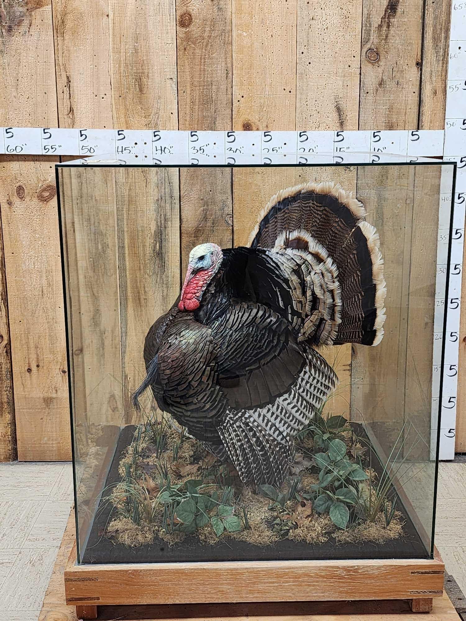 2nd In The Series Of 4 Grand Slam Turkeys to be sold consecutively Bird Taxidermy: 115.46 Gorgeous bird in full strut great Taxidermy Artwork in a custom made glass display case 41" tall x 34" x 34" with habitat NOTE: We will NOT ship this piece local pickup or delivery only !