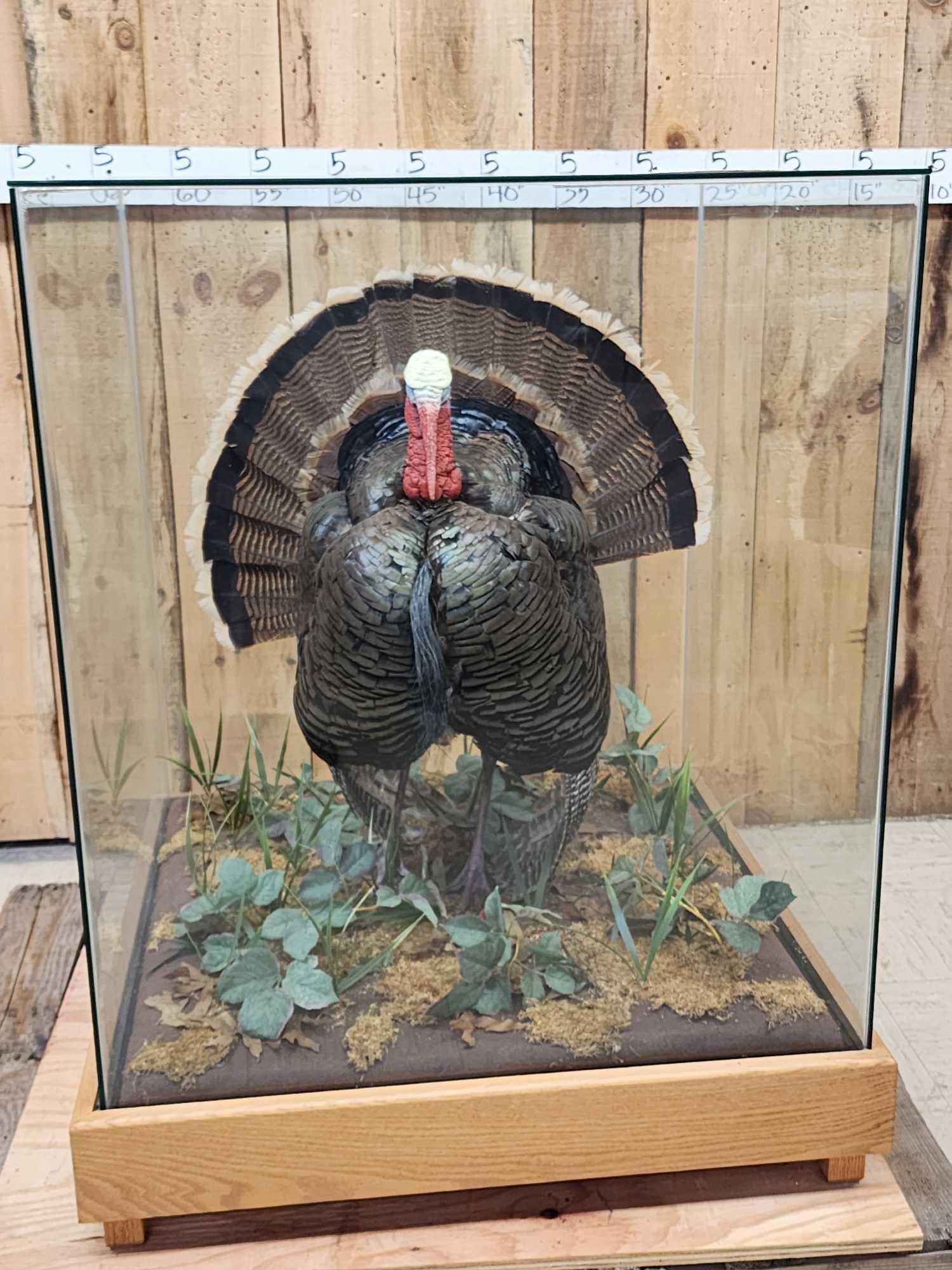 3rd In The Series Of 4 Grand Slam Turkeys Bird Taxidermy: 115.45 Another GORGEOUS bird not a feather out of place great Taxidermy Artwork full strut turkey in a custom built 42" tall x 34" x 34" Glass case with habitatNOTE : We will NOT ship this item local 