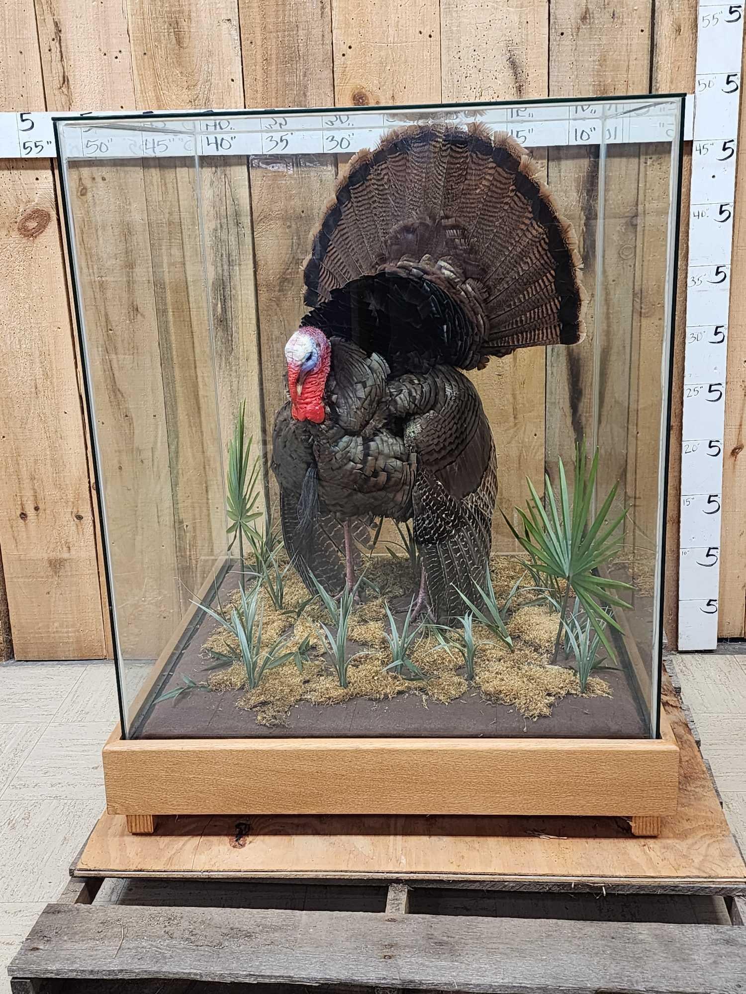 4th In A Consecutive Series Of 4 Grand Slam Turkeys Bird Taxidermy: 125.47 Another Gorgeous bird great Taxidermy Artwork strutting Turkey in a custom built 42" tall x 34" x 34" glass display with habitat NOTE: We will NOT ship this item local pickup or delivery only !