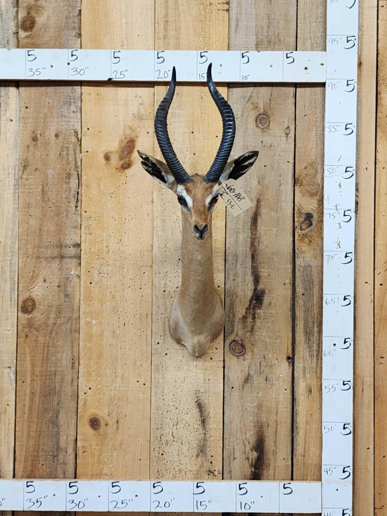 African Gerenuk Shoulder Mount Taxidermy (1 of 4)