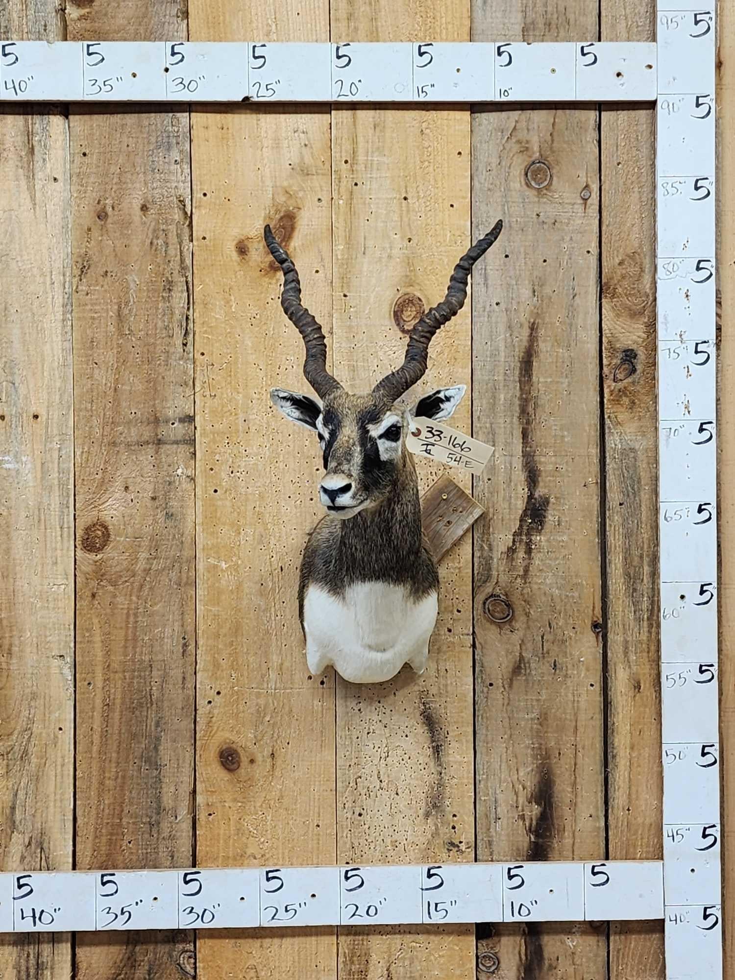 Indian Black Buck Shoulder Mount Taxidermy: 33.166 Nice clean mount great accent piece for smaller spaces