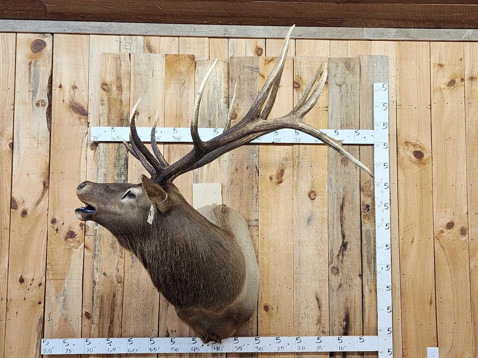 6x6 Bugling Elk Shoulder Mount Taxidermy: 107.2 Well done mount great look