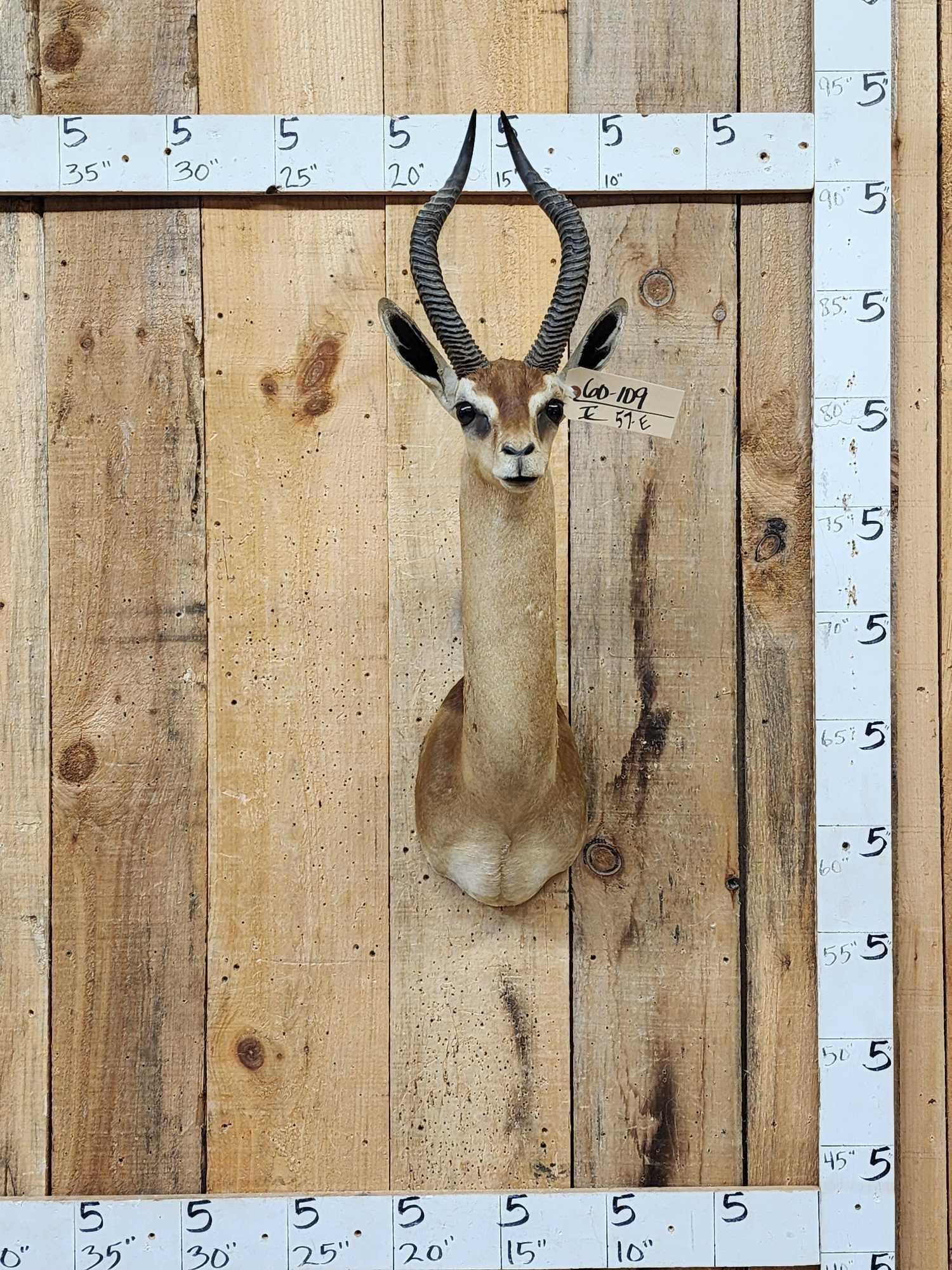 African Gerenuk Antelope Shoulder Mount Taxidermy: 60.109 Nice clean mount fairly Scarce mount to find great look