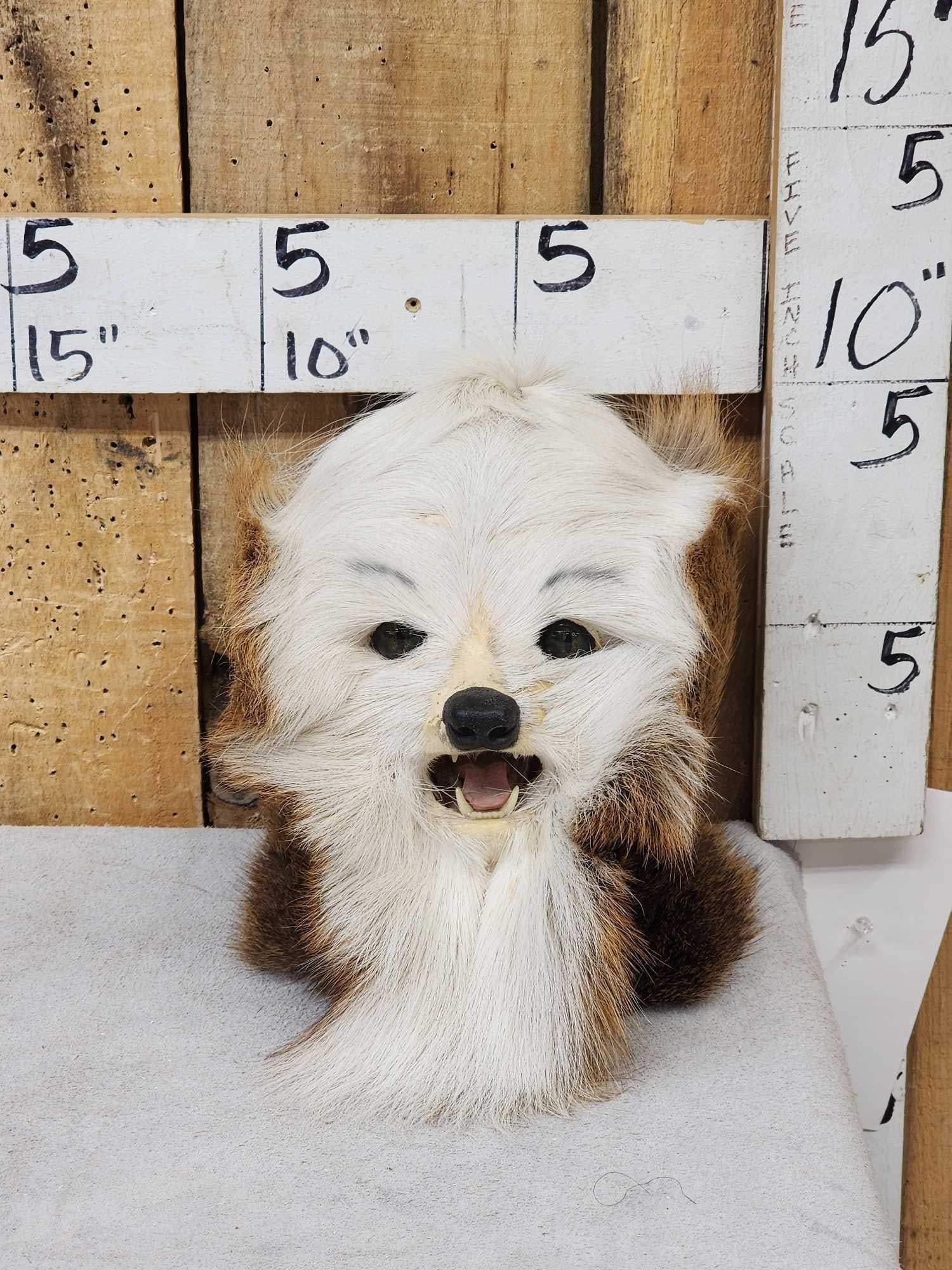 The Dreaded Woolly Swamp Booger Table Top Pedestal Taxidermy Mount (1 of 6)