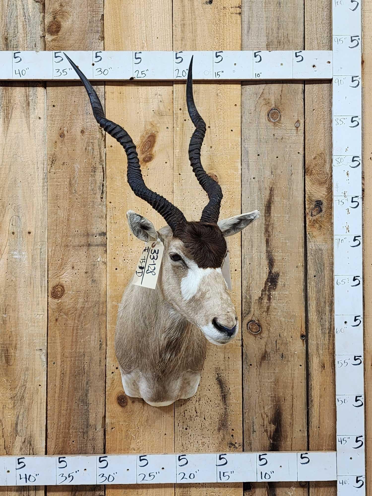 African Addax Antelope Shoulder Mount Taxidermy: 33.128 Nice clean mount great Taxidermy Artwork big horns Texas game ranch harvest with paperwork