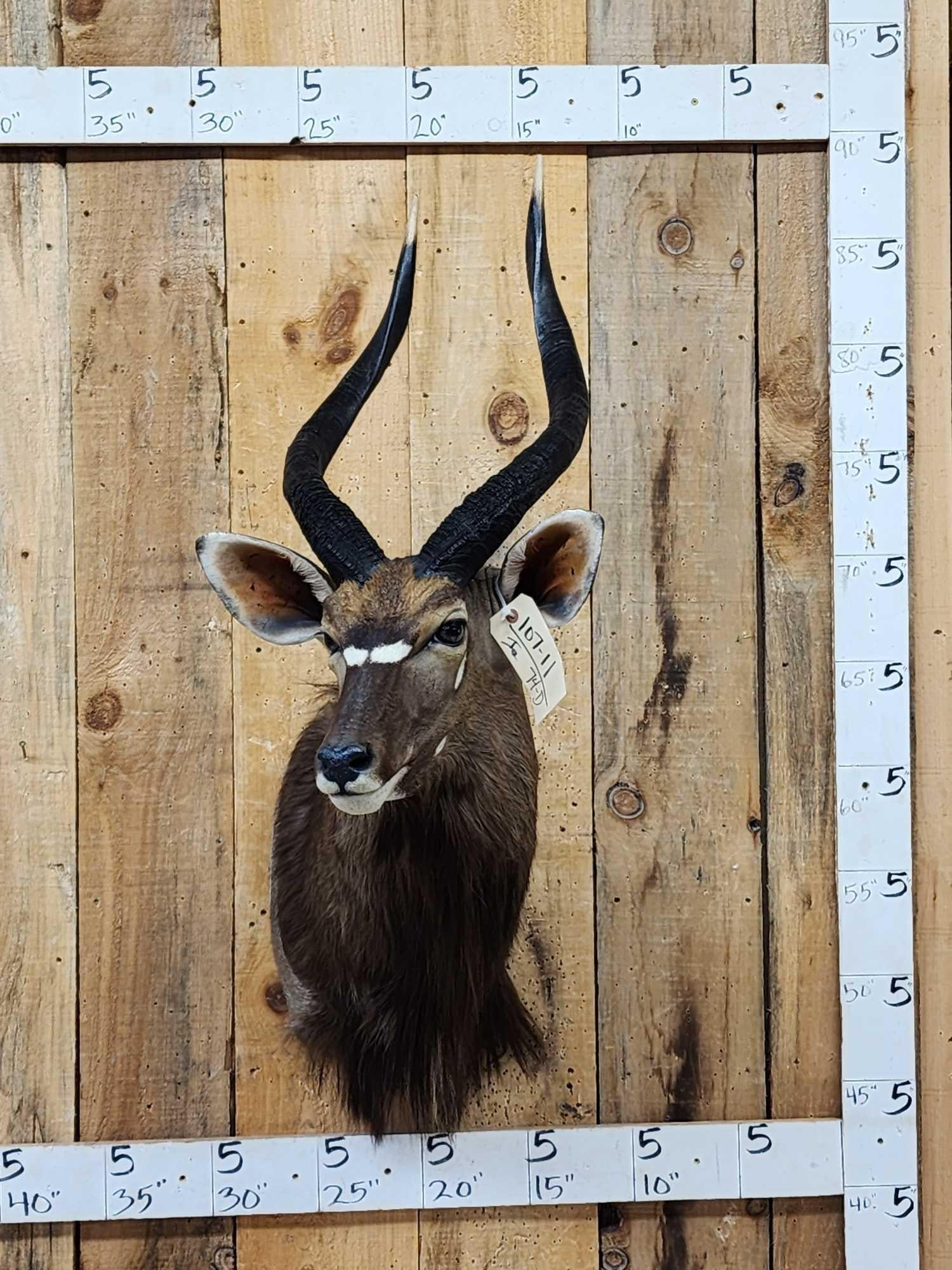 NICE African Nyala Shoulder Mount Taxidermy (1 of 5)
