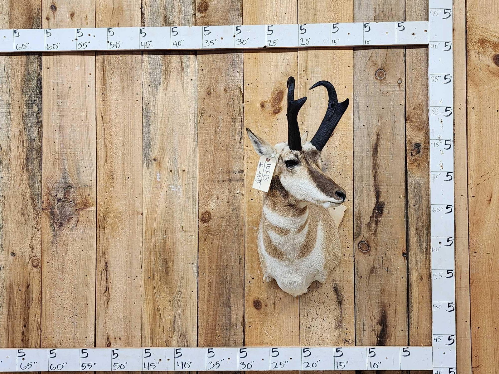 Nice Pronghorn Antelope Shoulder Mount Taxidermy (1 of 4)