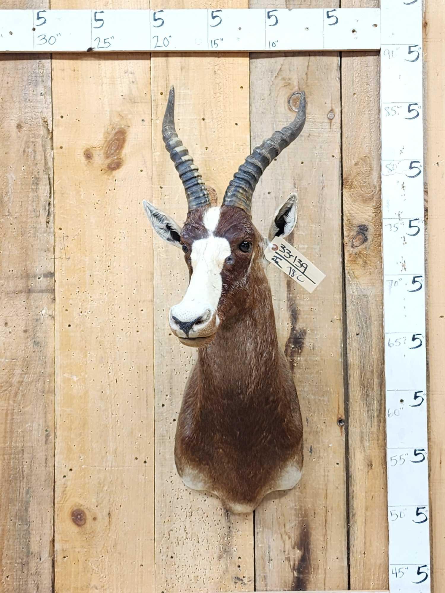 African Blesbok Shoulder Mount Taxidermy: 33.139 Nice clean mount great look
