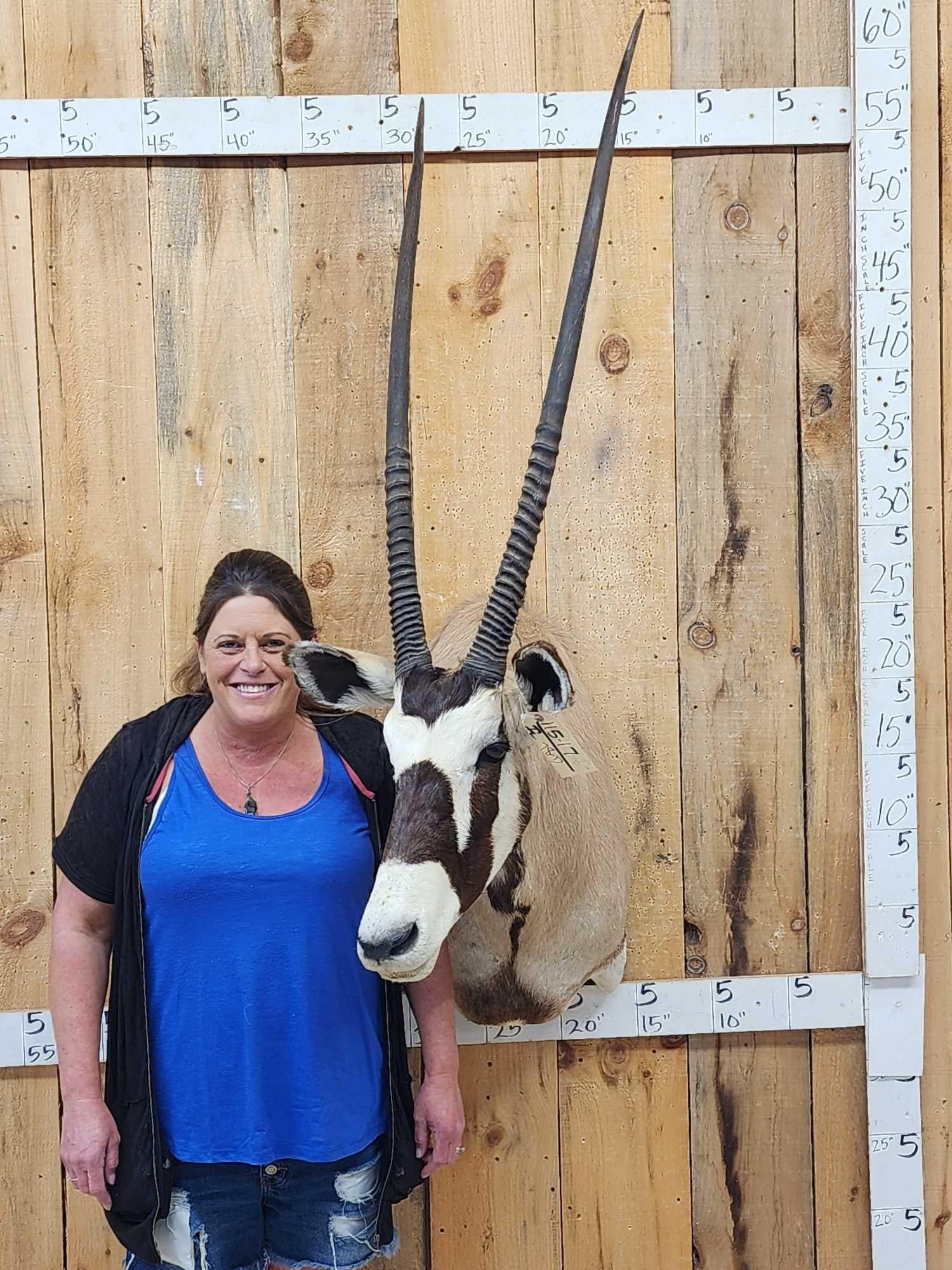MONSTER Record Book African Gemsbok Shoulder Mount Taxidermy: 115.17 Excellent markings great Taxidermy Artwork HUGE 42" 41 1/2" horns The average horn length for a Gemsbok is about 33" this one being almost 10" above the average makes it a true world class trop