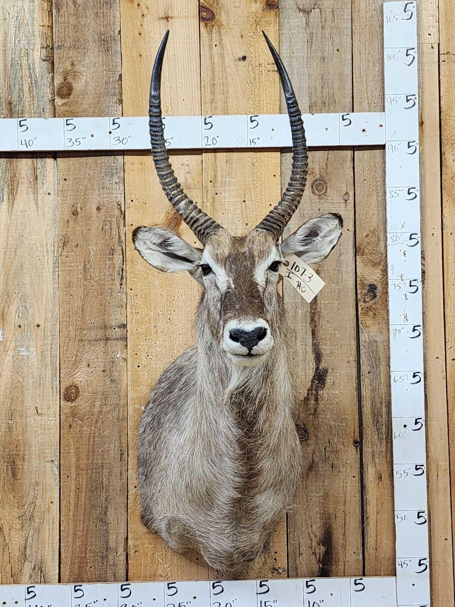 African Waterbuck Shoulder Mount Taxidermy (1 of 4)