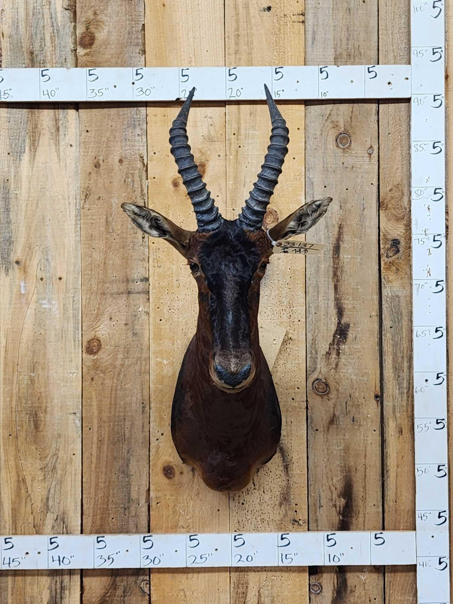 African Topi Shoulder Mount Taxidermy: 33.137 Nicely done mount great colors