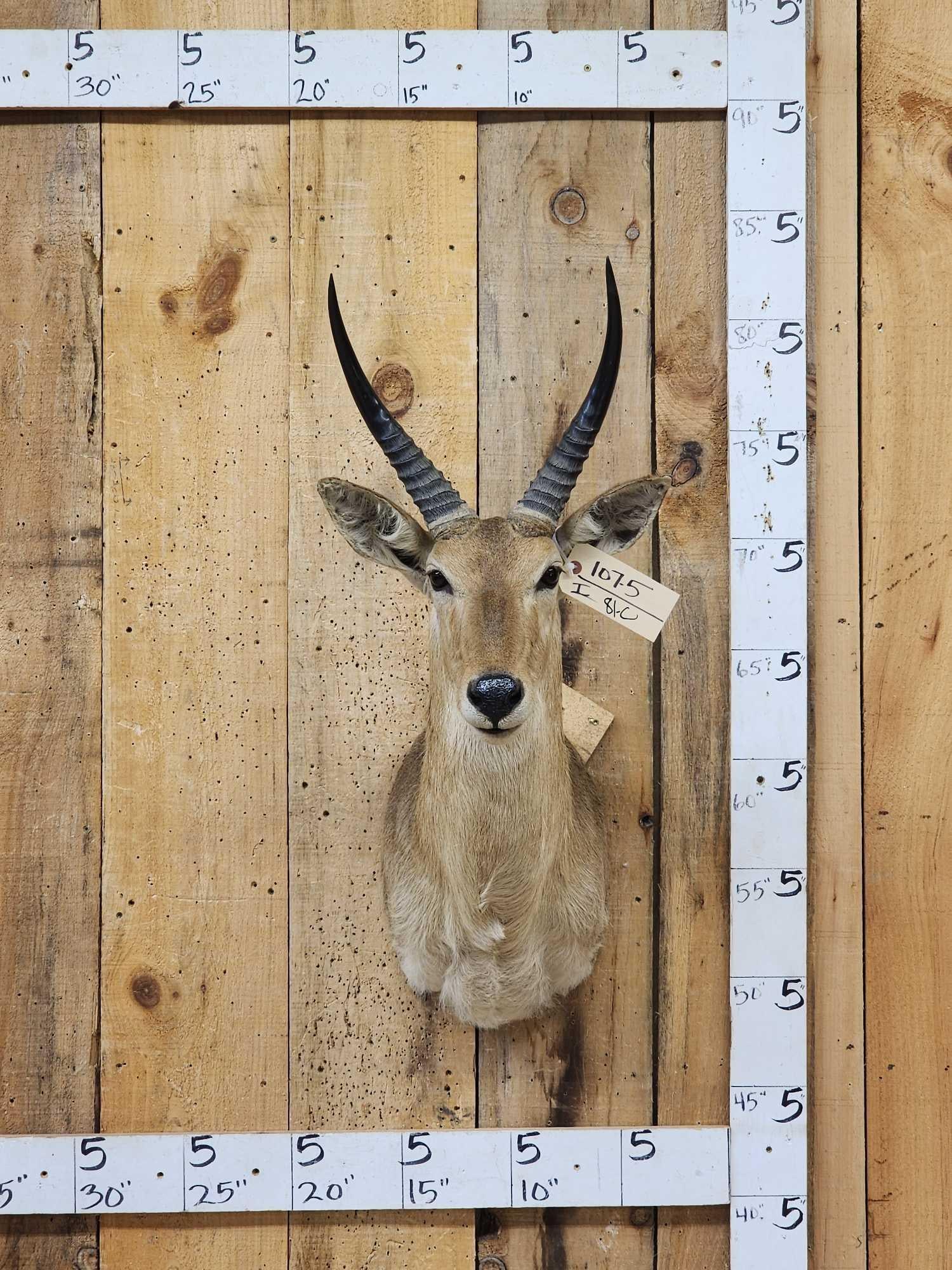 African Southern Reedbuck Shoulder Mount Taxidermy (1 of 3)