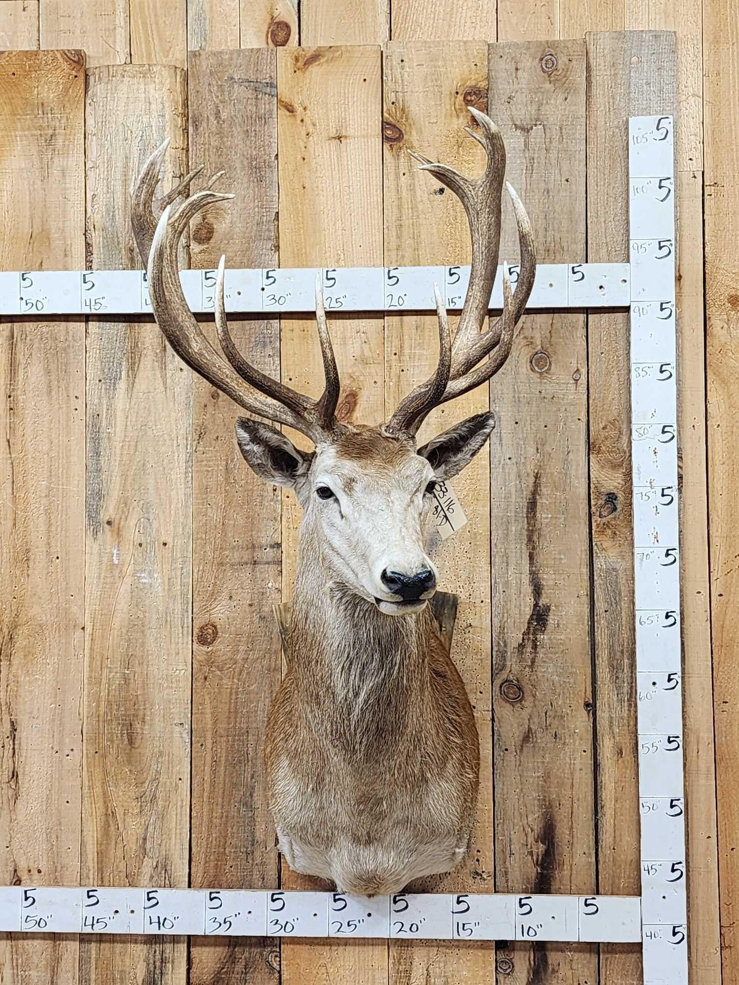 Nice Red Stag Shoulder Mount Taxidermy: 33.116 Nice mount great antler color polished ivory tips